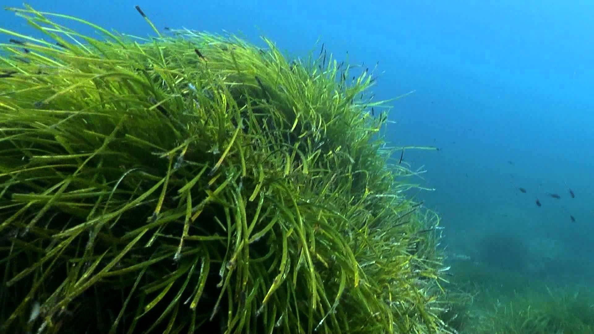Почему водоросли растут в воде. Посидония водоросль. Посейдония водоросли. Посидония океаническая. Посейдония океаническая.