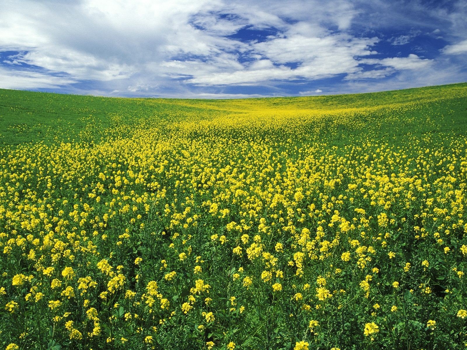 Keu kz. Цветущие поля. Луг. Поле с желтыми цветами. Поляна с желтыми цветами.