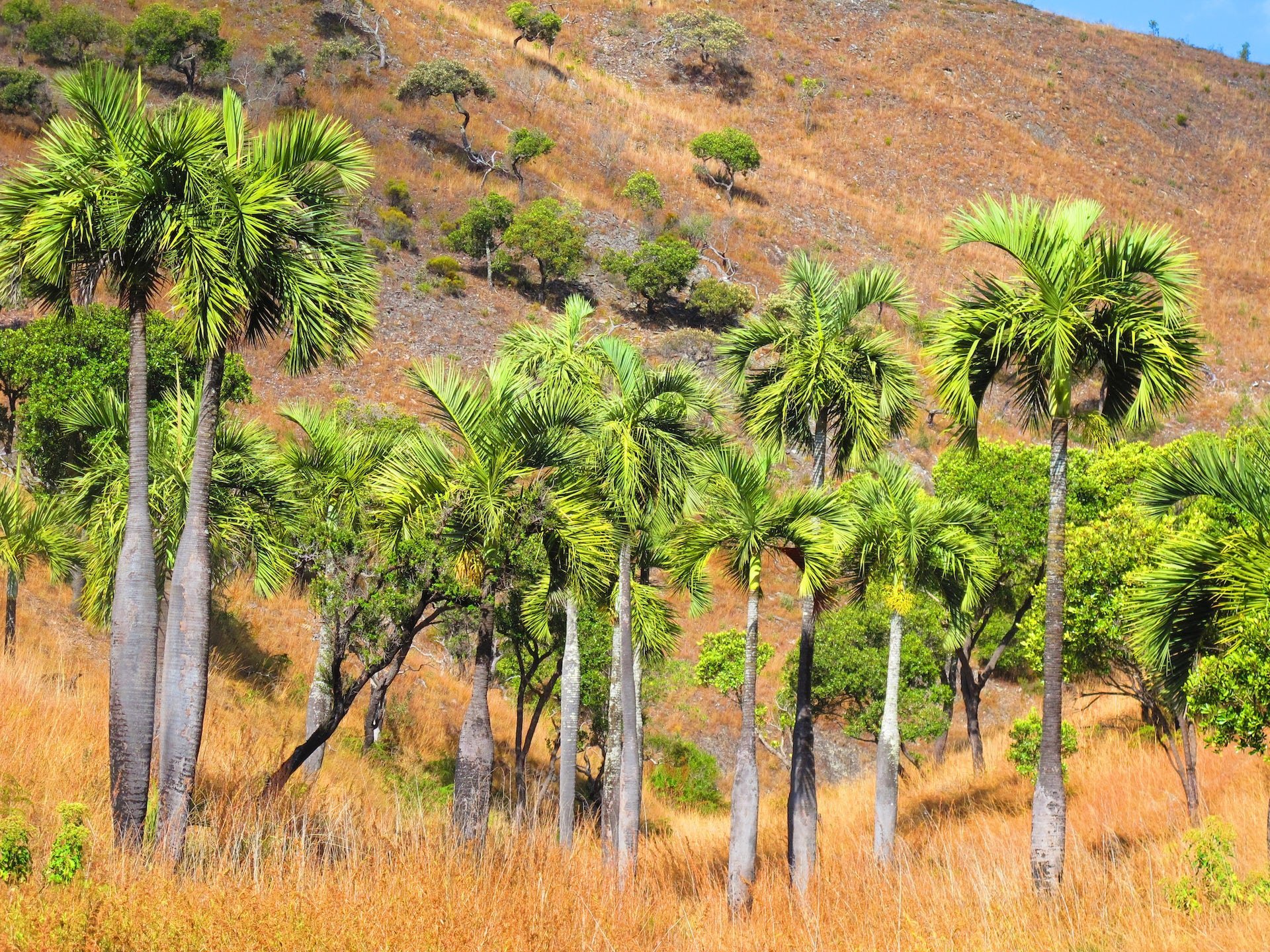 Растения восточной африки. Юбея Чилийская. Финиковая Пальма в Африке. Финиковая Пальма в Абхазии. Африка остров Мадагаскар.