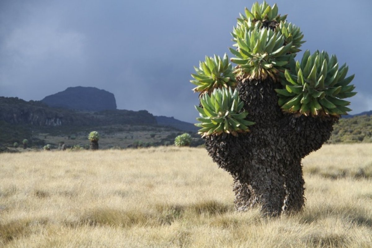 Растения восточной африки. Килиманджаро гигантский крестовник. Суккуленты на Килиманджаро. Дендро крестовник Килиманджарский. Суккулент крестовник Килиманджаро.