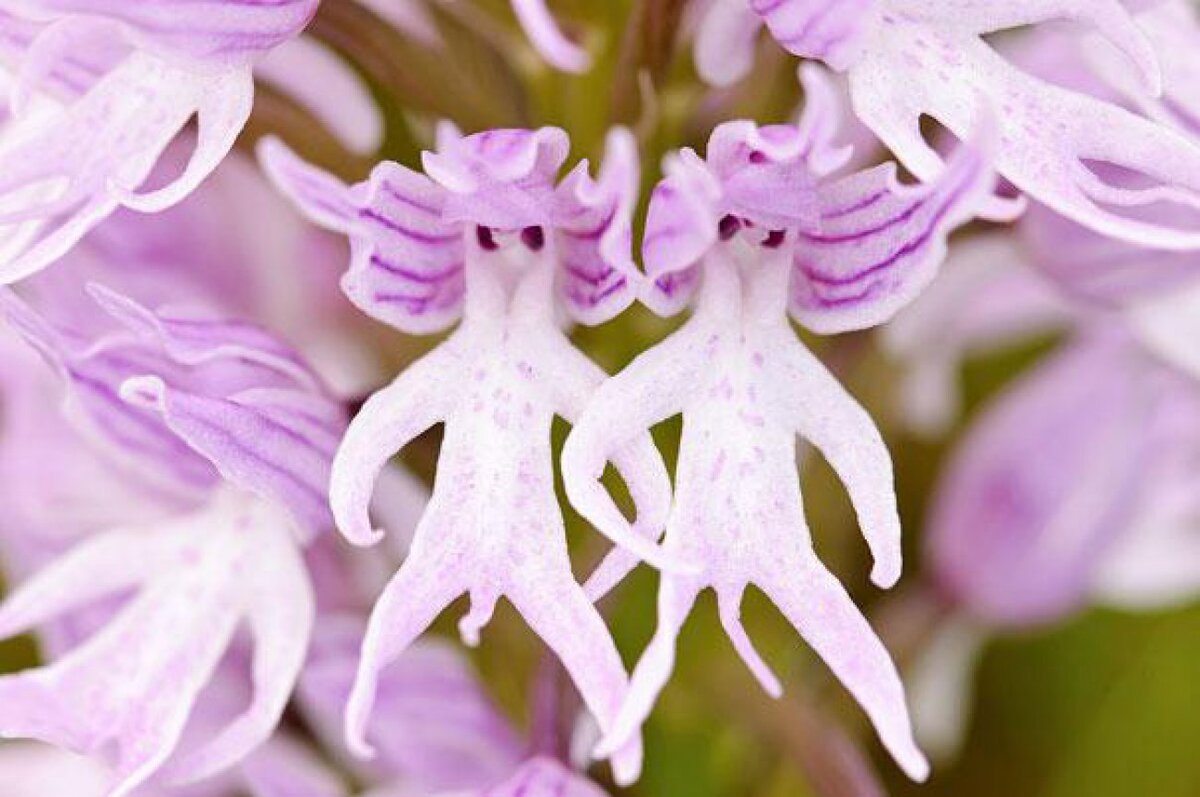 Орхидея ятрышник итальянский. Ятрышник итальянский (Orchis Italica). Орхидея Impatiens Bequaertii. Ятрышник трёхзубчатый.