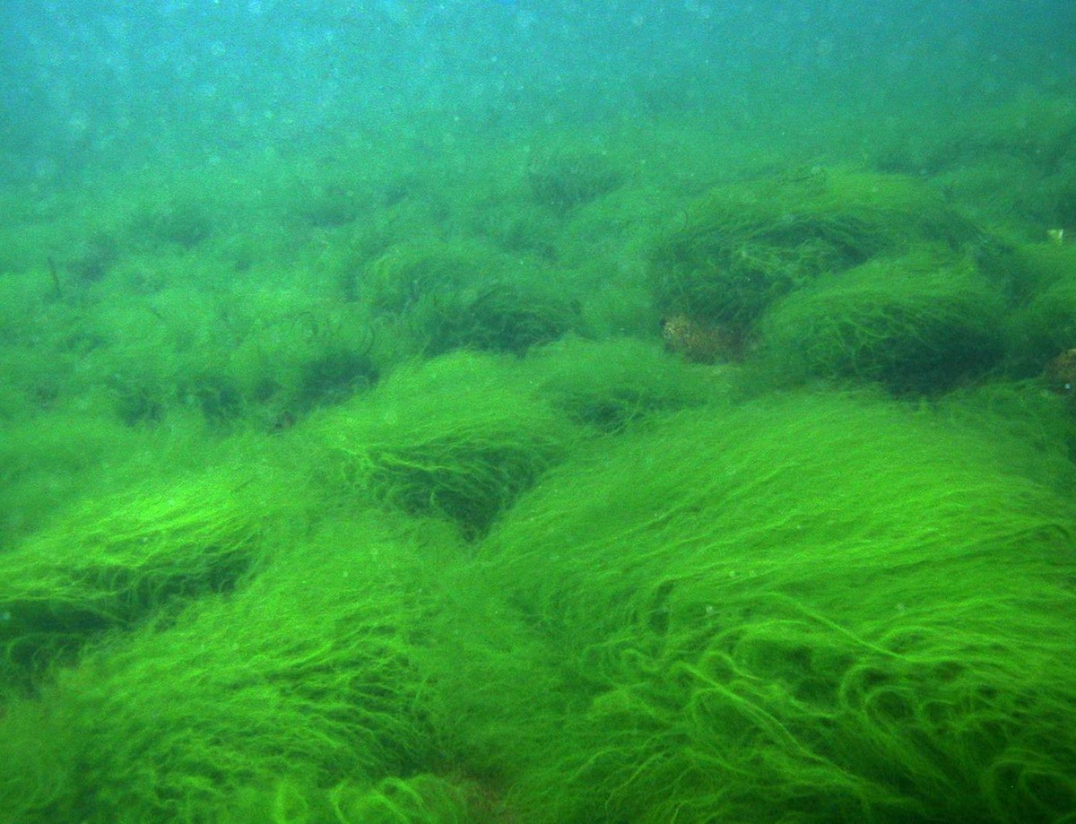 Зеленые водоросли форма. Spirogyra водоросль. Зеленые водоросли спирогира. Зелёная нитчатая водоросль Байкал. Байкал водоросли спирогиры.