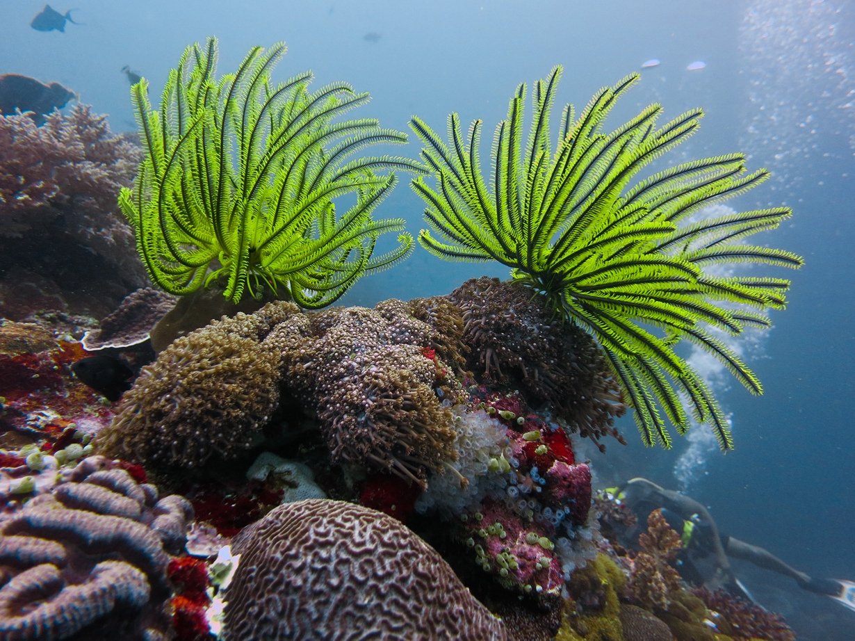 Придонные водоросли. Риф Туббатаха. Туббатаха Филиппины. Морские лилии Атлантический океан. Атлантический океан коралловый риф.