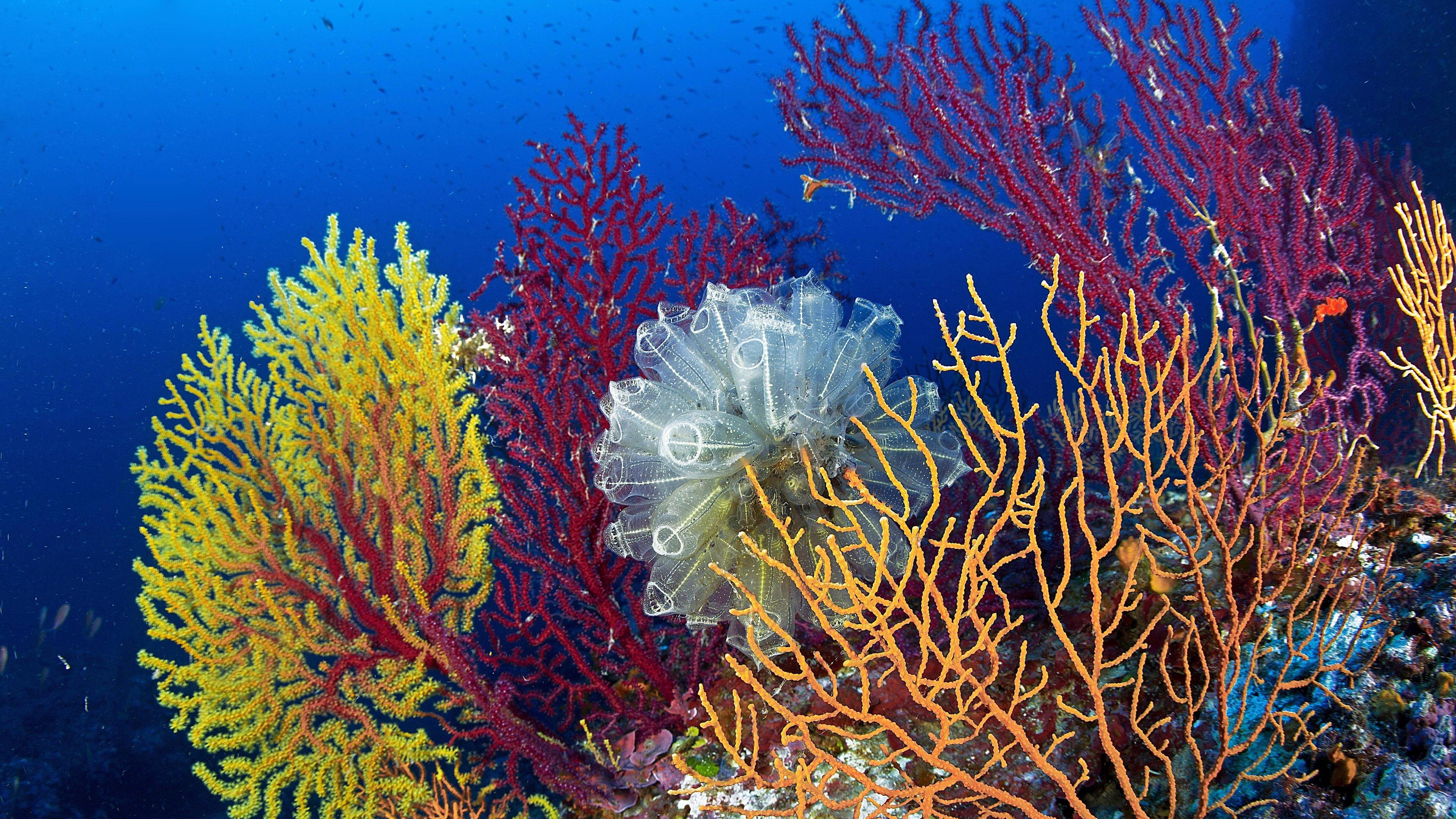 Большой Барьерный риф коралловые полипы. Морские водоросли на рифе. Океан коралловые полипы. Коралловые полипы рифы.