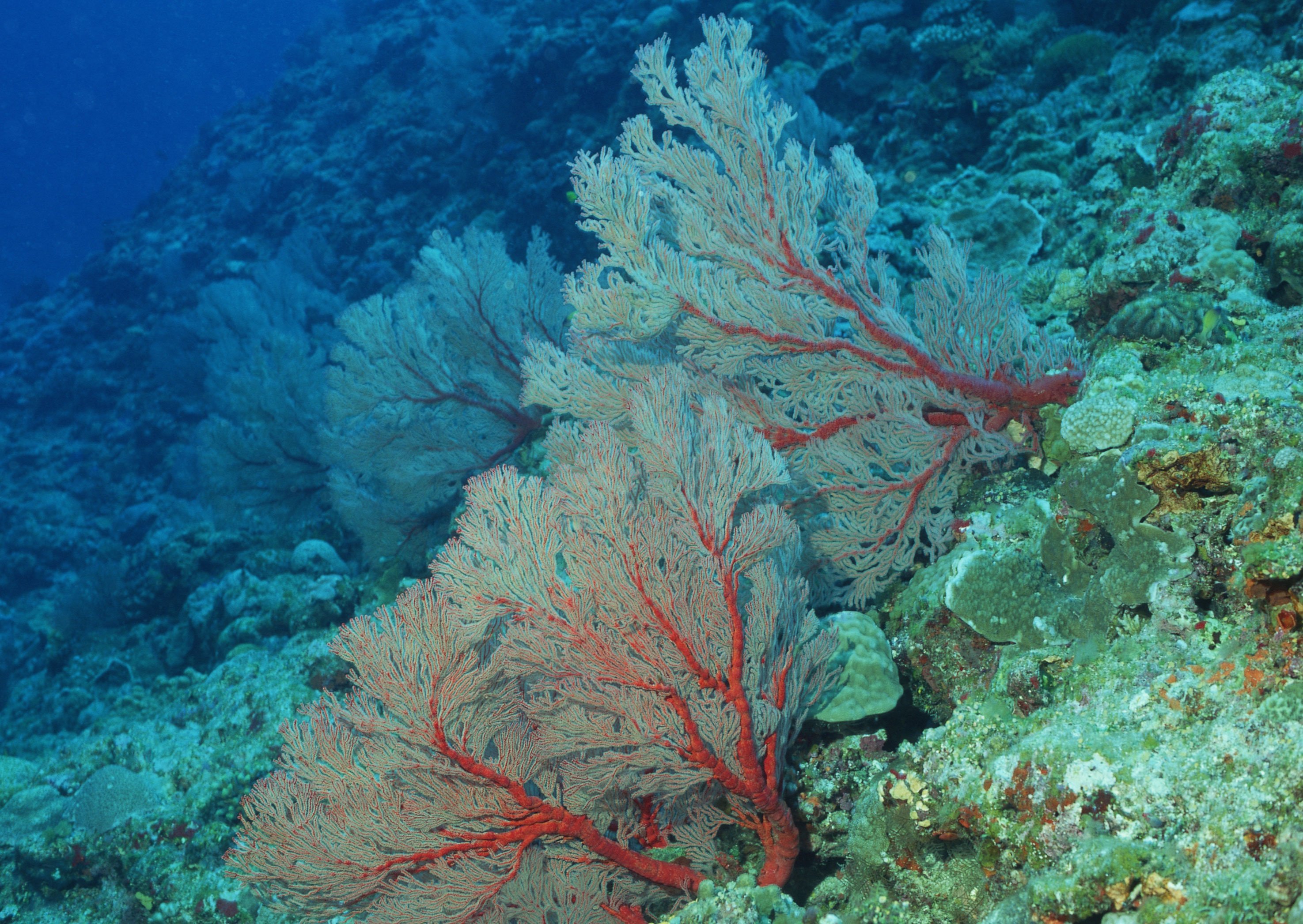 Водоросль corallina officinalis. Кораллы Средиземного моря. Водоросли Северного Ледовитого океана. Японское море коралловый риф.