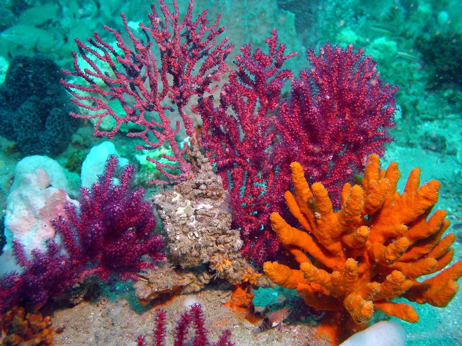Океанические водоросли. Риф Туббатаха Филиппины. Морской парк на рифах Туббатаха. Коралловый риф Туббатаха. Водоросли кораллового рифа.