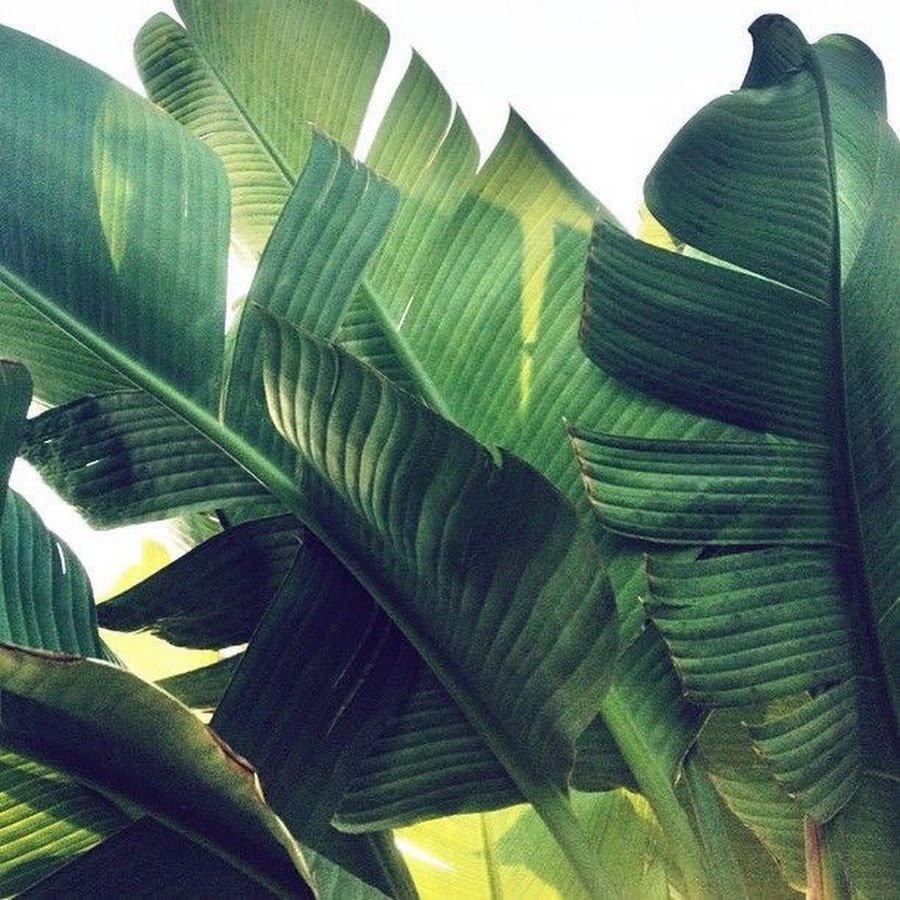 Аффреско банановые листья. Монстера Тениус. Тропические листья. Экзотические листья.