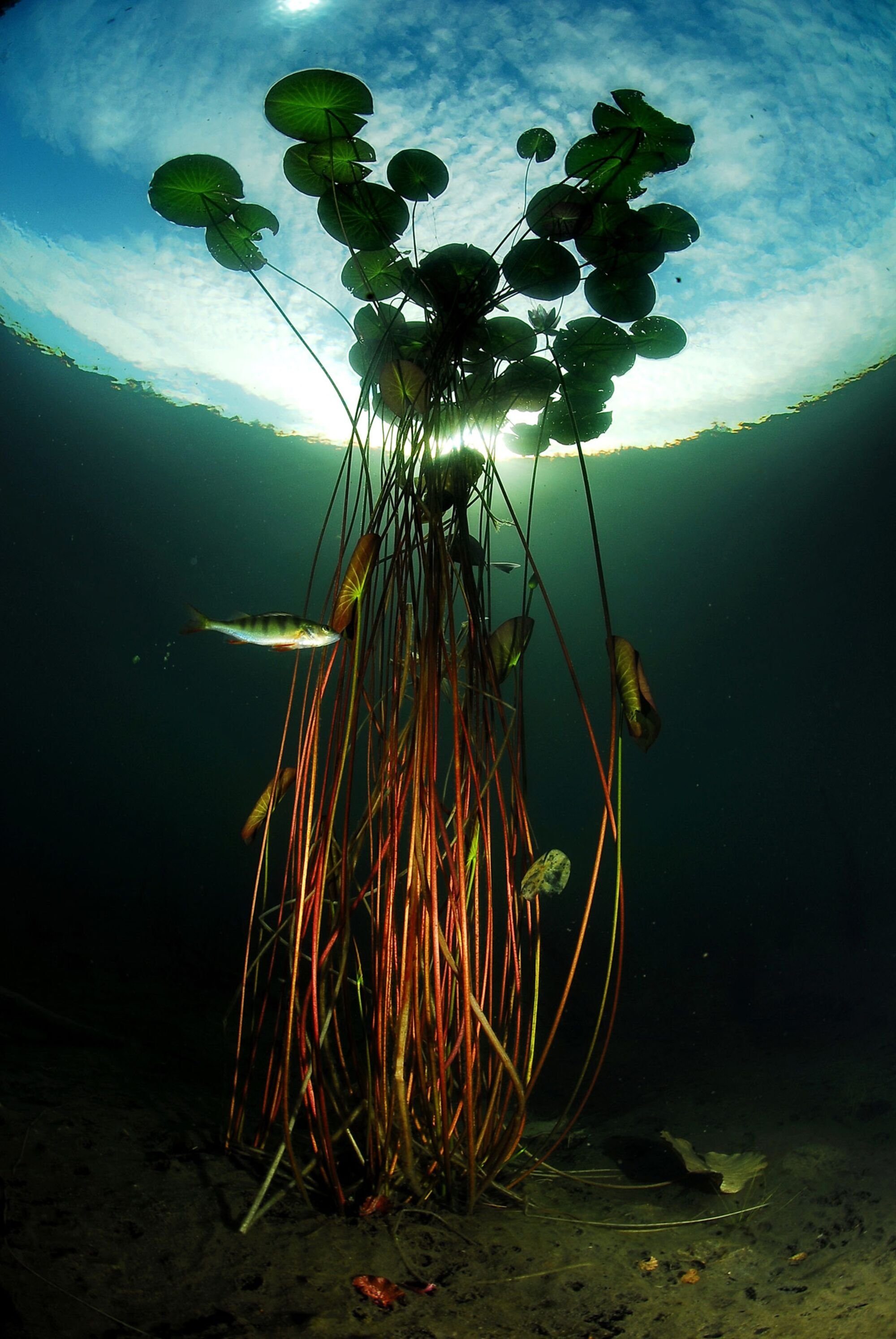 Самые большие водоросли. Кувшинка белая подводные листья. Необычные водоросли. Самые красивые водоросли. Подводные растения Пресноводные.
