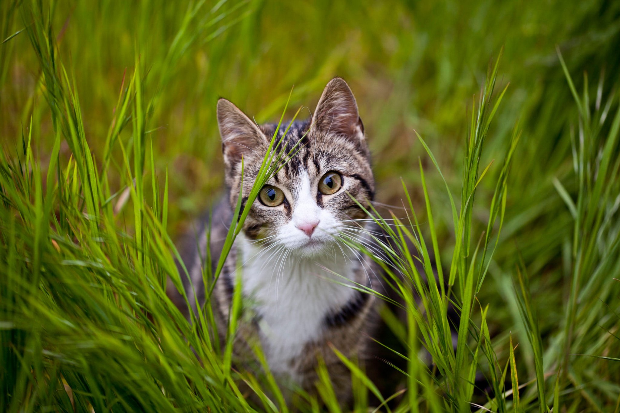 Кашка серая. Трава для кошек. Полосатый кот. Котик на травке. Коты на природе.