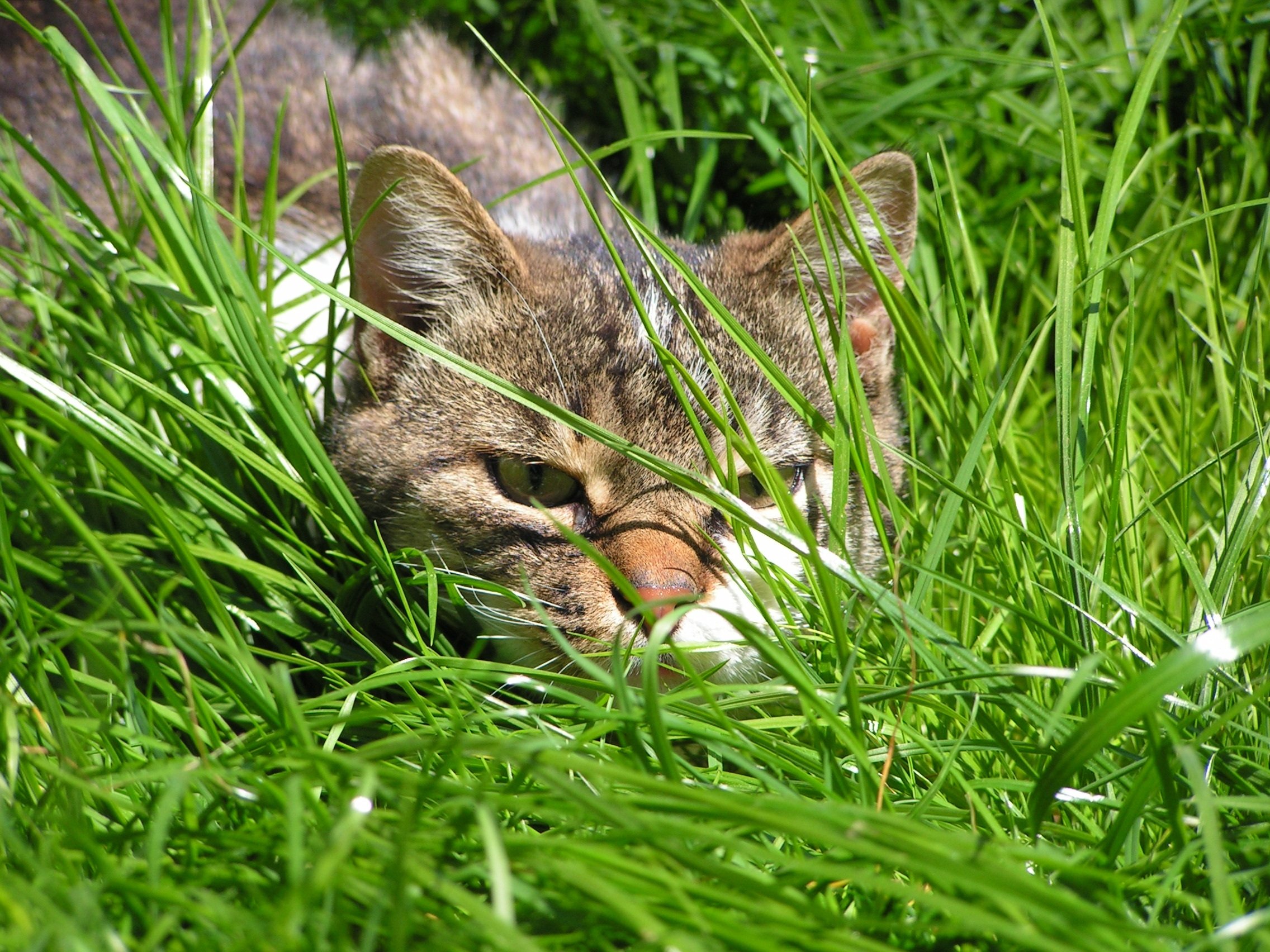 Кошка тоже спряталась в траве довольно