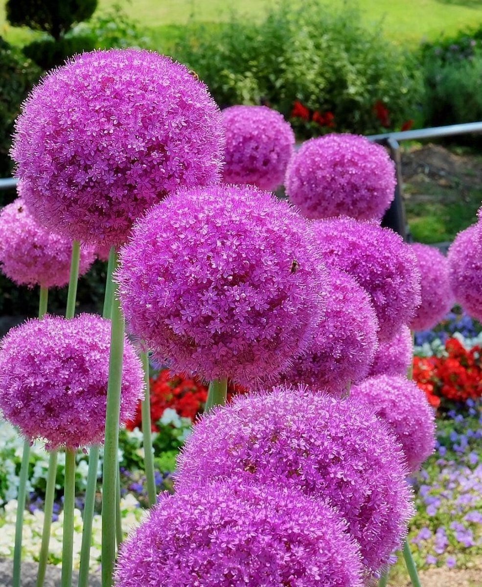 Цветы похожие на шарики