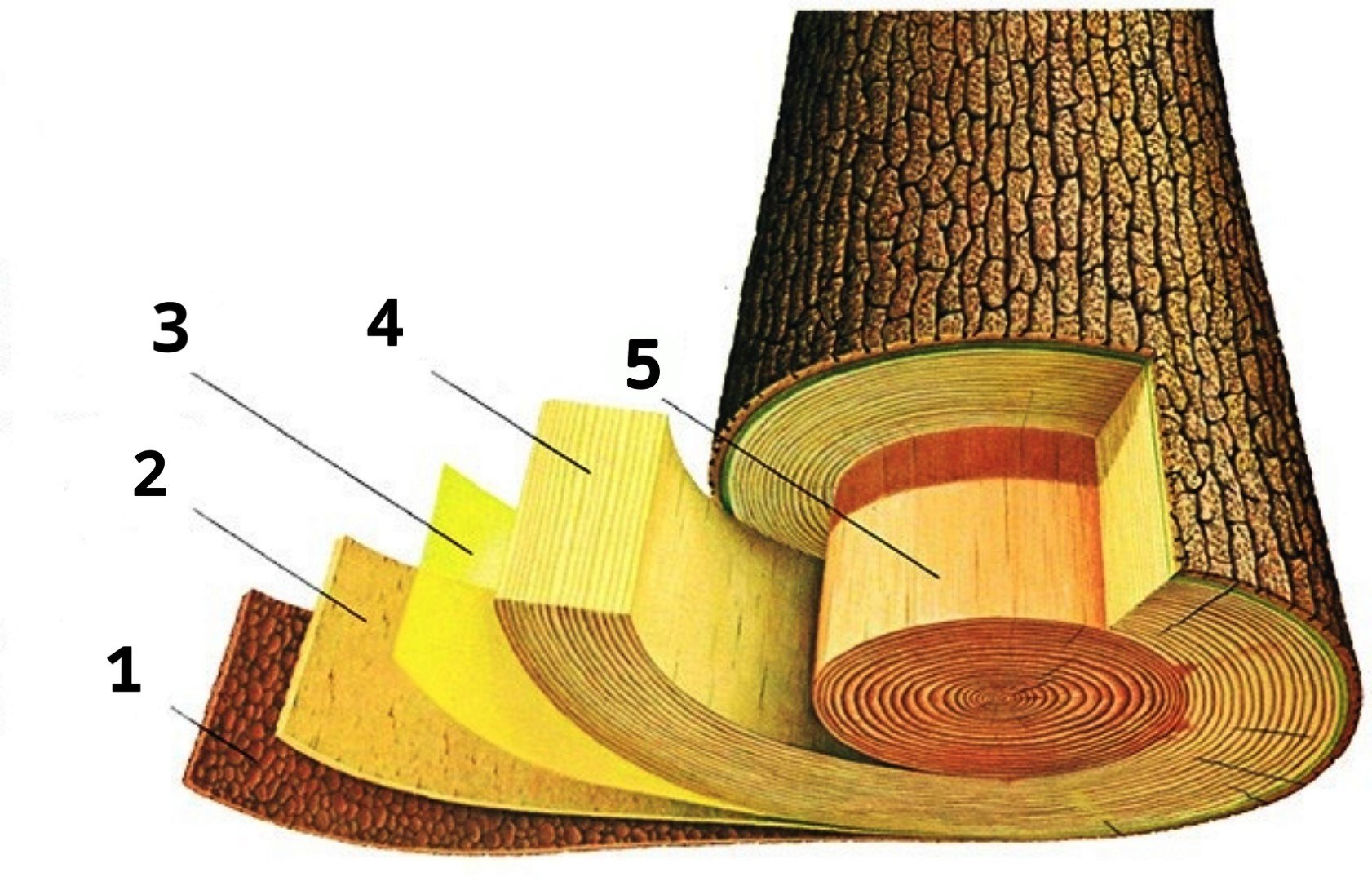 Внутренняя заболонь древесины порок. Строение древесины заболонь. Строение древесины разрезы ствола.