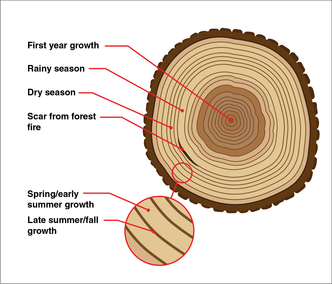 Добавить срез. Годичные кольца древесины биология. Годичные кольца древесины рисунок. Годичные кольца строение. Срез древесины.
