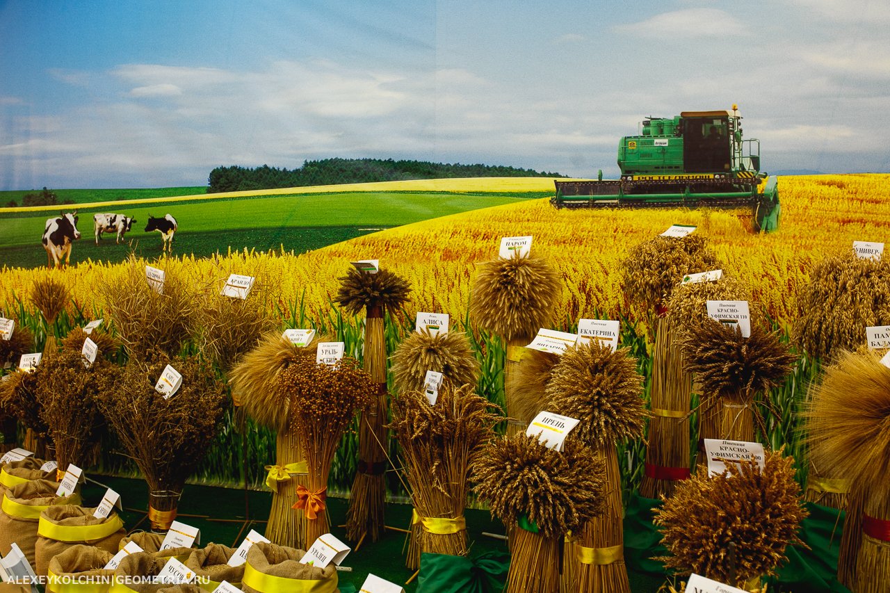 Плантации пшеницы Чехии. Сельское хозяйство. Сельское хозяйство Растениеводство. Сельскохозяйственные культуры.