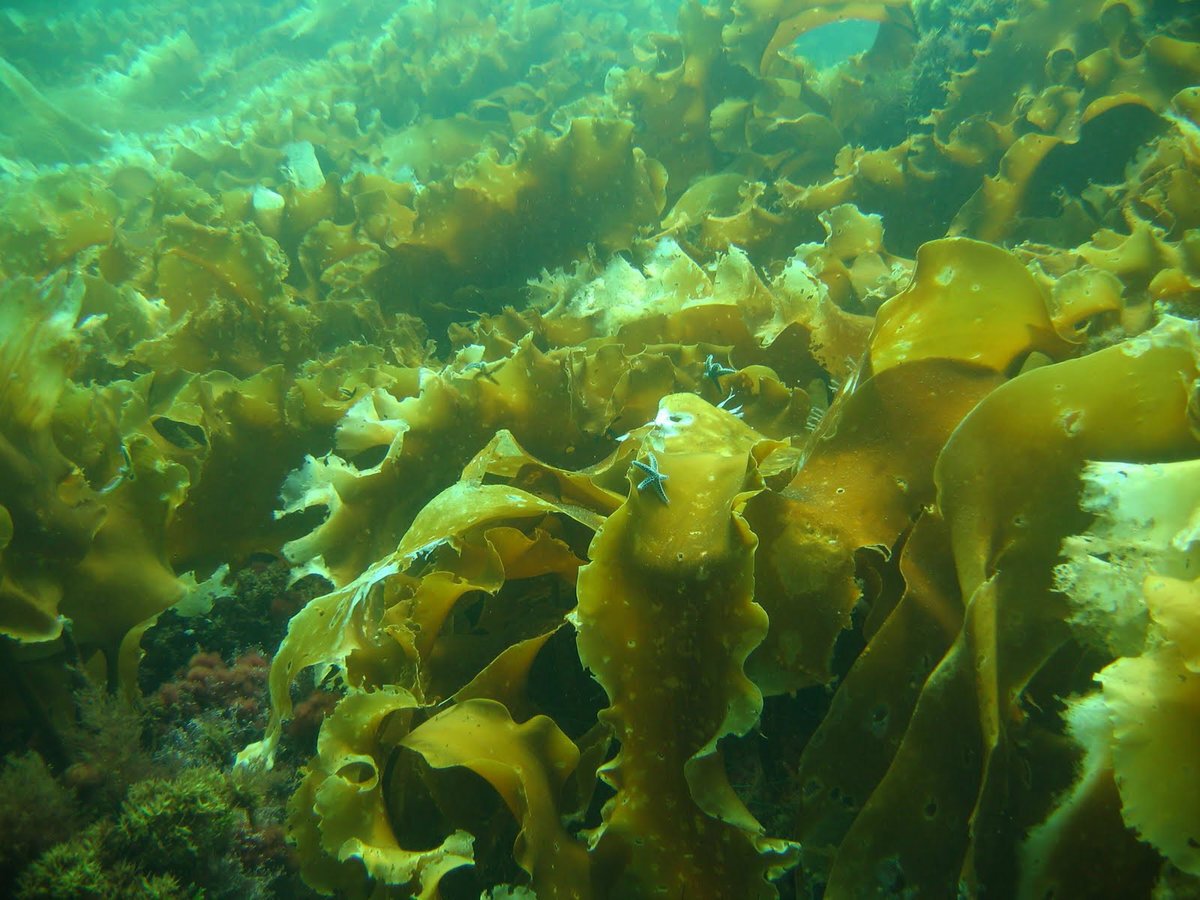 Бурые водоросли являются самыми глубоководными водорослями. Морские водоросли ламинария. Водоросль морская капуста ламинария. Морская капуста – Laminaria. Ламинария японская (морская капуста) - Laminaria japonica.