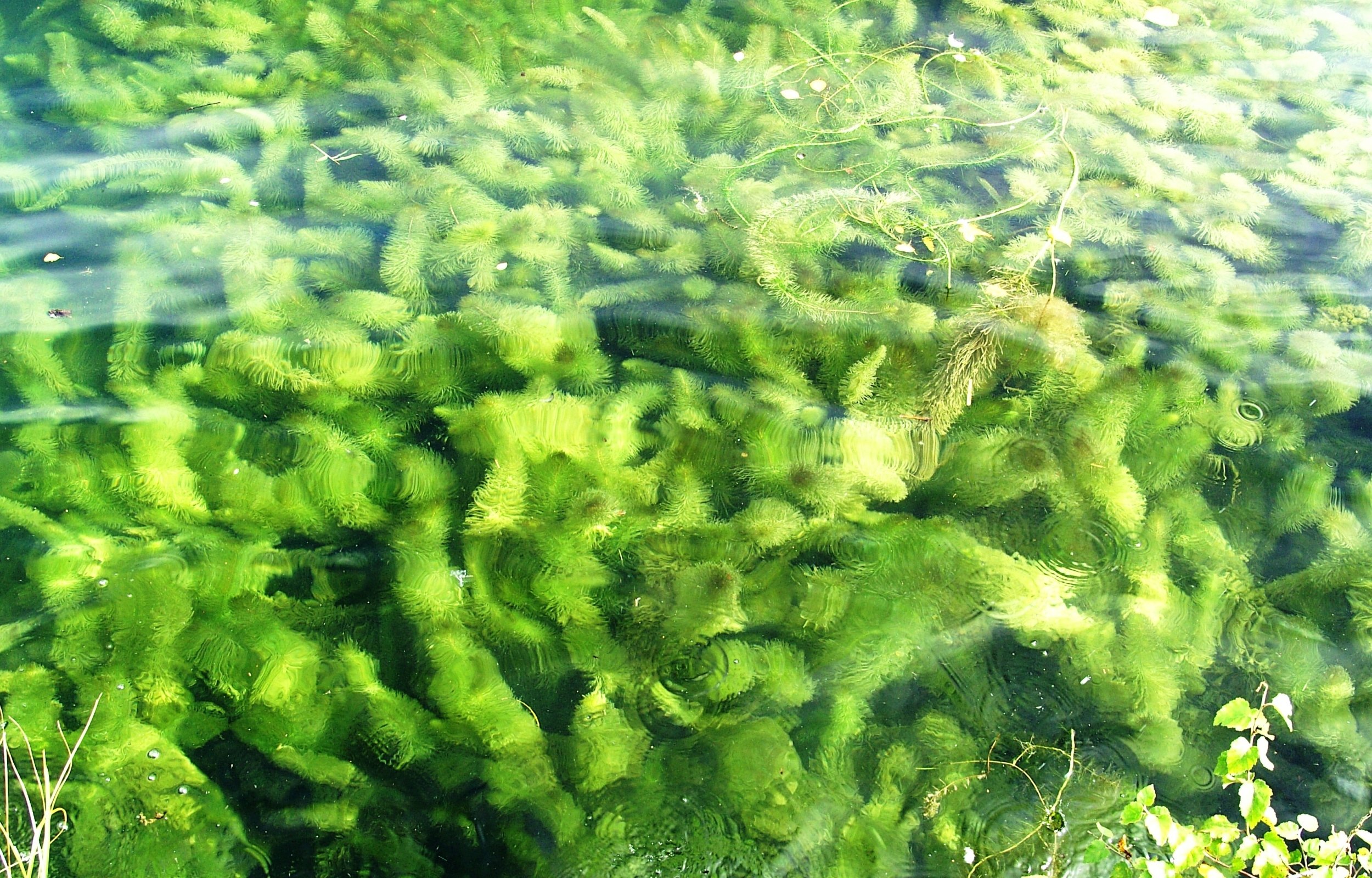 Появление первых водорослей