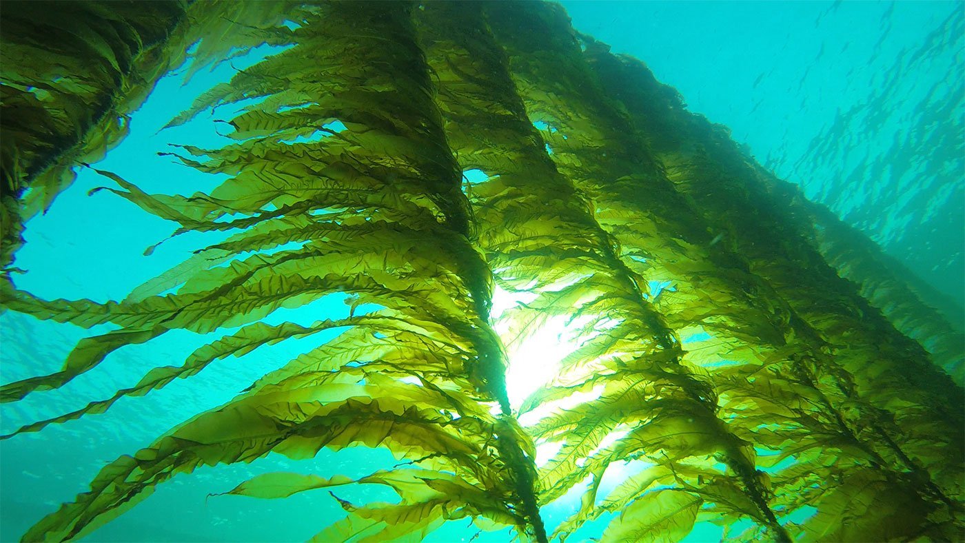 Водоросли ю. Ламинариевые бурые водоросли. Водоросль морская капуста ламинария. Морские водоросли келп. Водоросли келп ламинариевые.