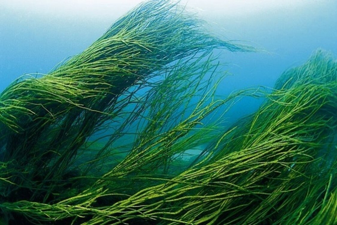 Семейство водорослей. Морские водоросли спирулина. Сине-зеленая водоросль спирулина. Spirulina водоросль. Arthrospira водоросли.