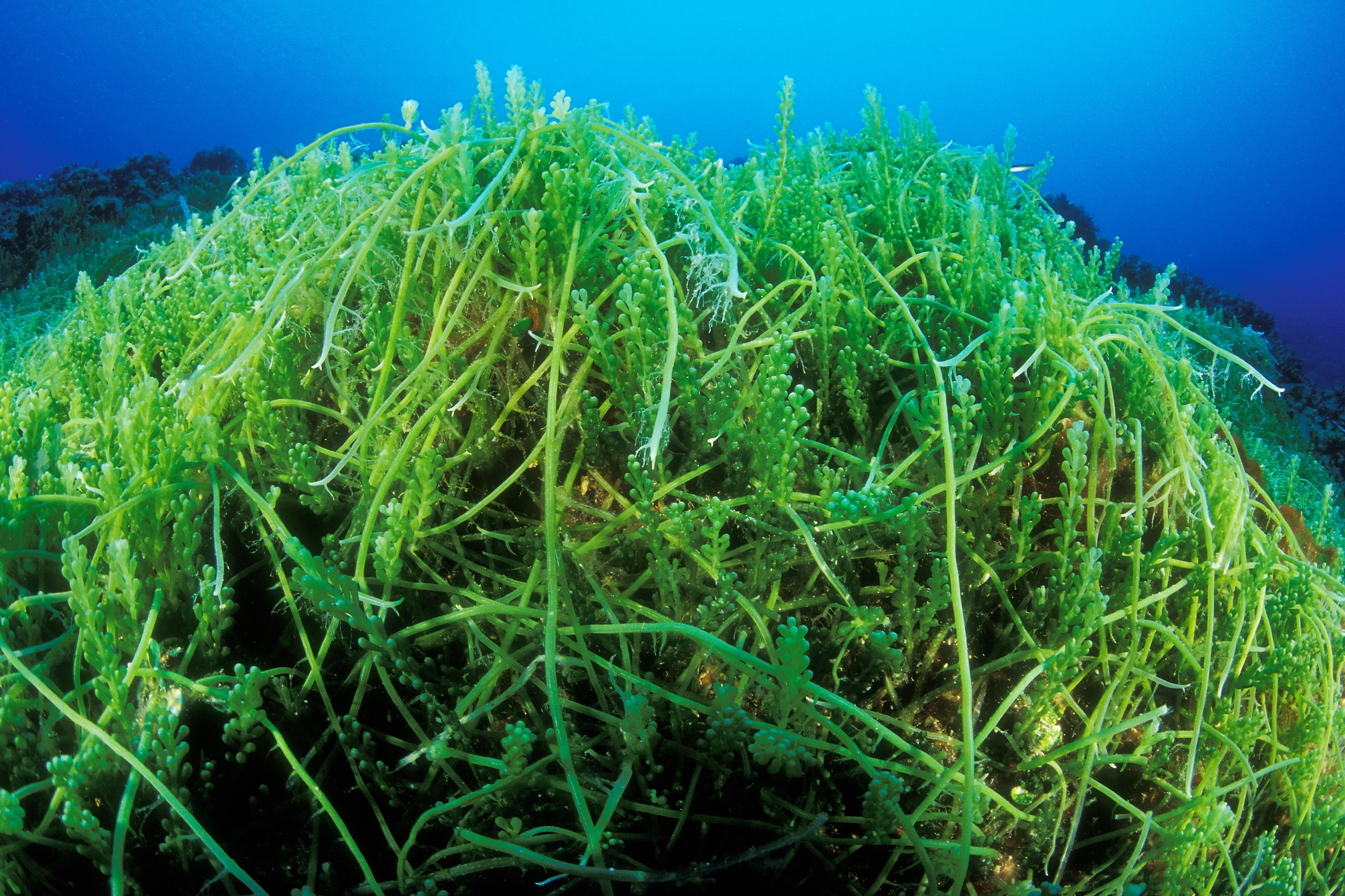 Технология водорослей. Хетаморфа водоросль. «Жемчужина моря» водоросли диатомеи. Хоттония водоросли. Каулерпа в индийском океане.