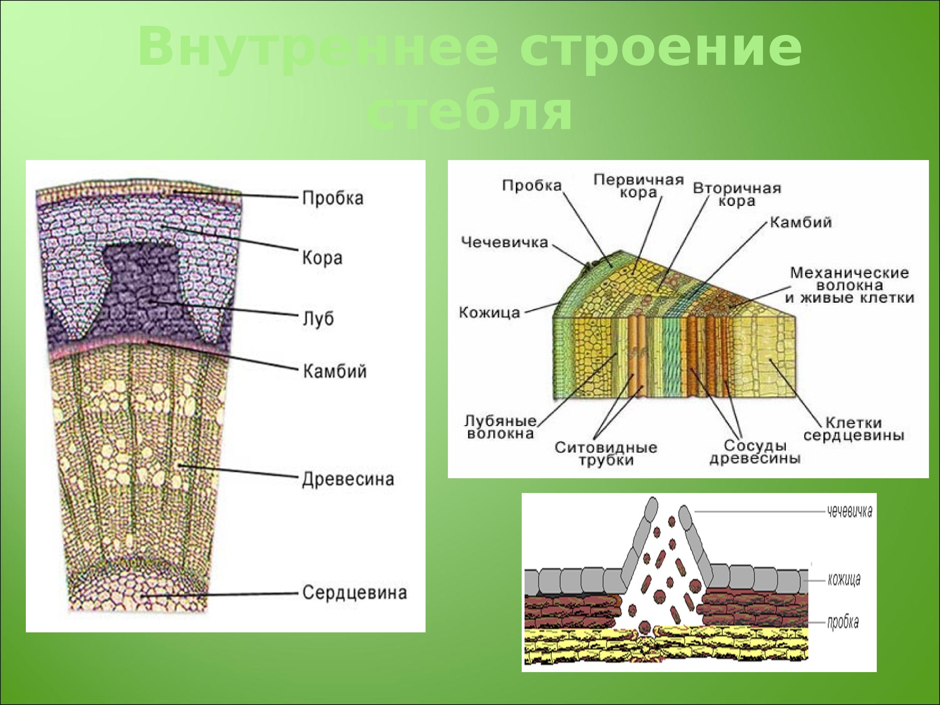 Структуры внутреннего строения стебля. Строение стебля древесина Луб. Схема строения стебля древесного растения. Схема внутреннего строения стебля биология.