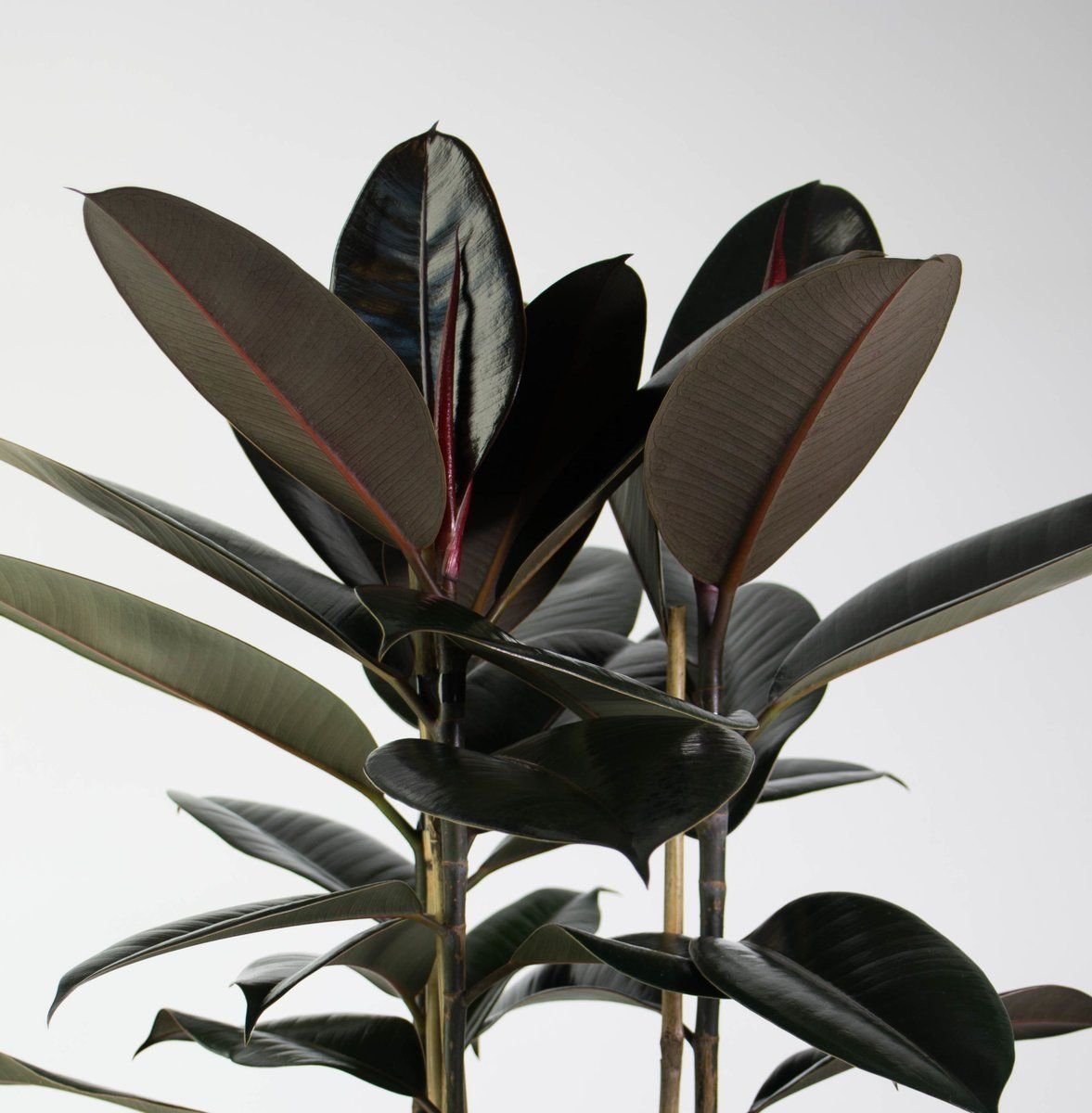 Комнатное растение с темными листьями. Фикус elastica Black Prince. Фикус каучуконосный. Фикус эластика руббер. Фикус каучуконосный черный принц.