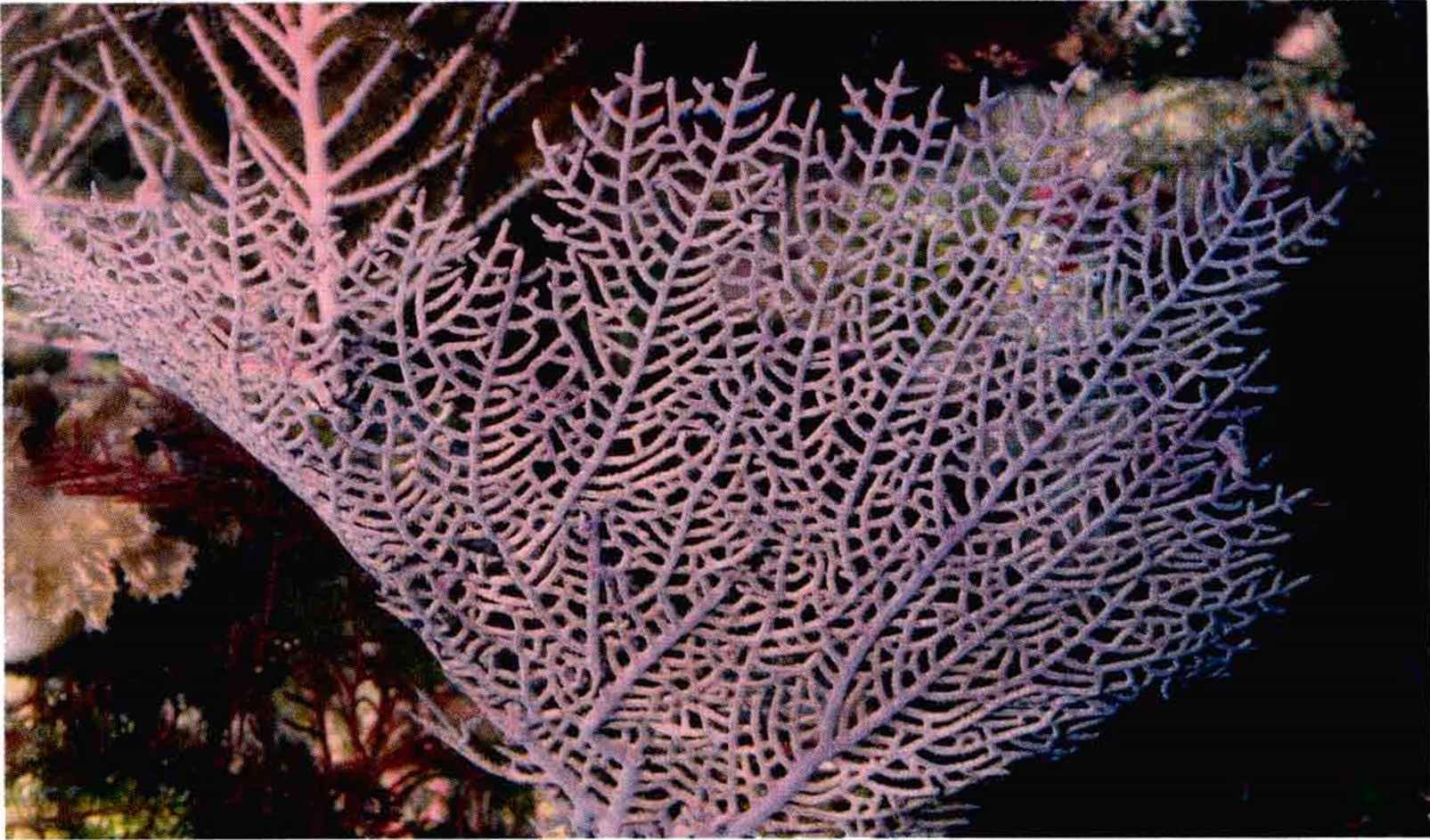 Скелет коралла. Gorgonia ventalina. Gorgonia Flabellum. Коралловые полипы горгонарии. Коралл, Тип Gorgonia.