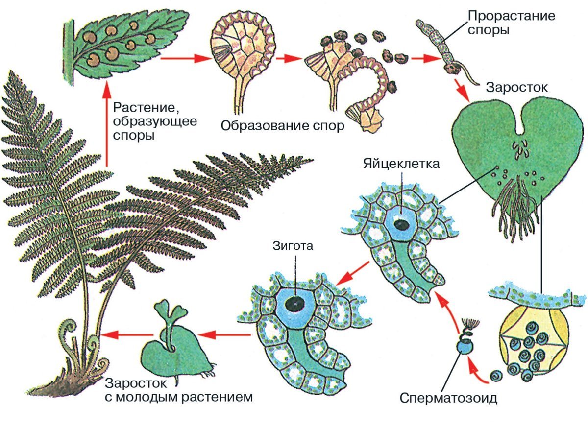 Какие органы отсутствуют у папоротников. Цикл развития папоротника. Размножение папоротников цикл развития. Схема развития папоротника биология. Жизненный цикл папоротника схема.