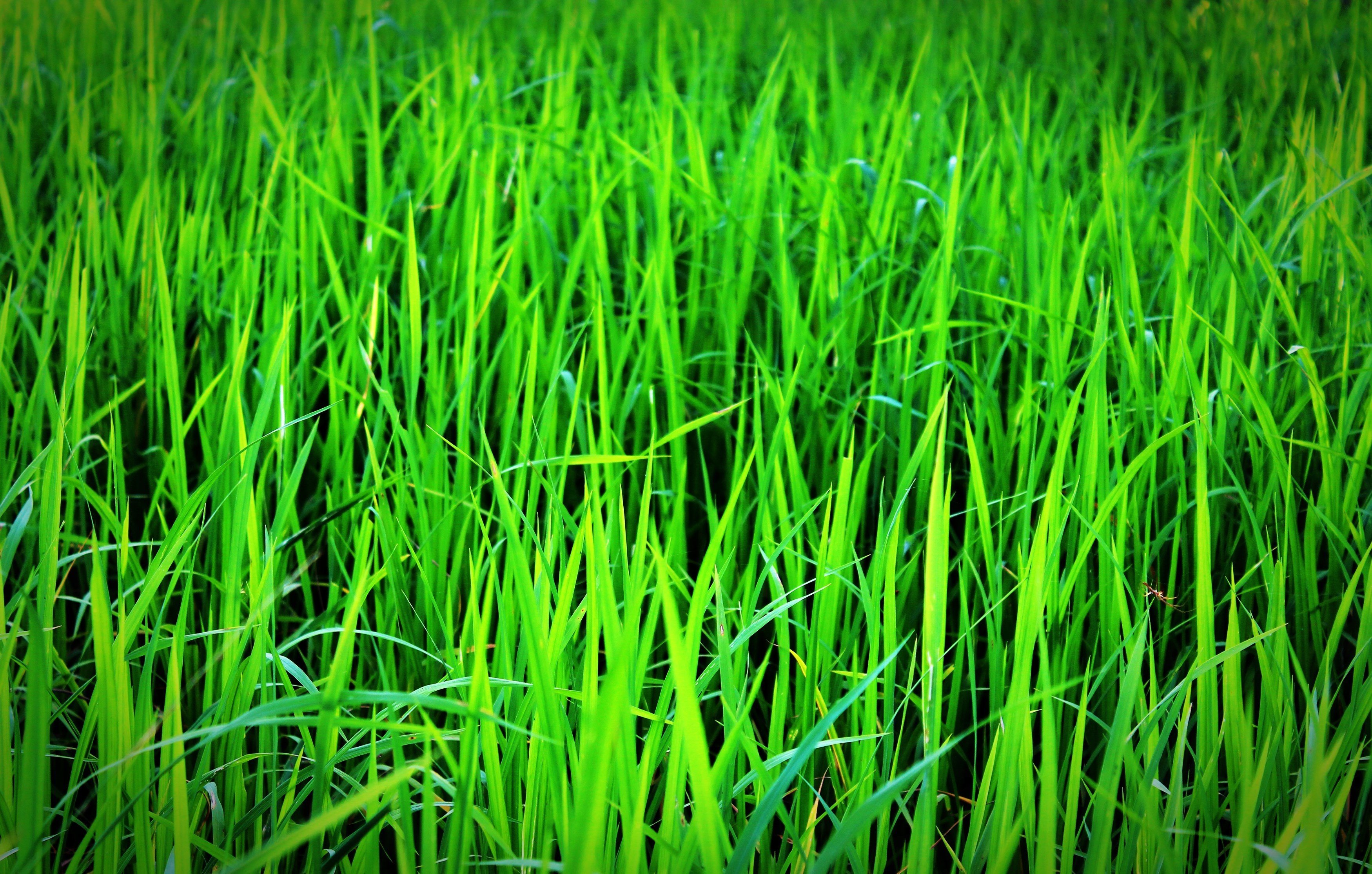Трава. Трава фон. Зеленая травка. Зеленый газон. Трава сток
