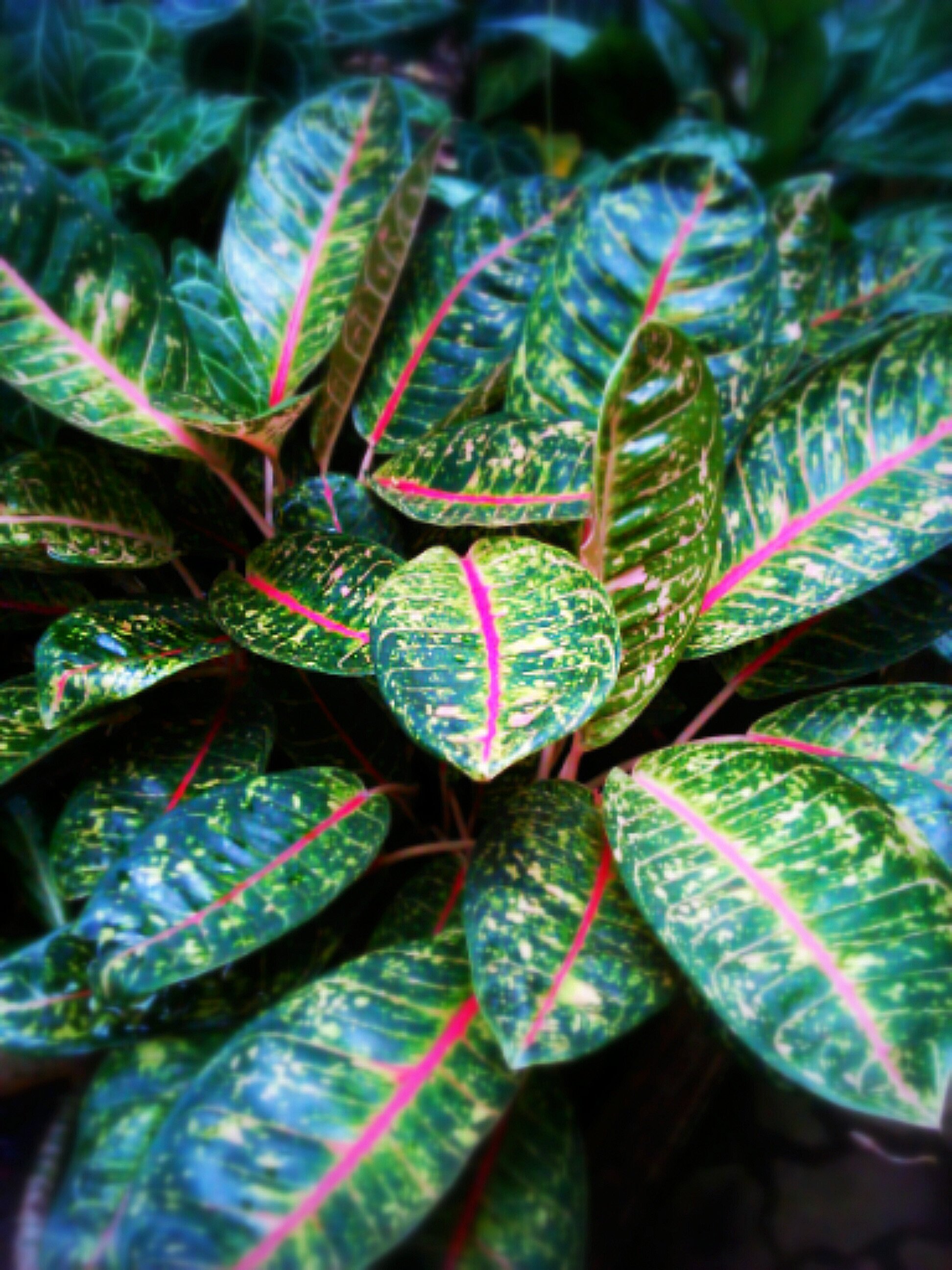 Аглаонема маранта. Аглаонема зебрина. Аглаонема зеленая. Комнатное растение с красно-зелеными листьями.