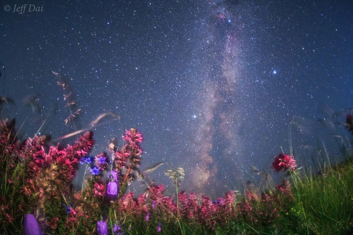 Звездная роса. Космические цветы. Цветы ночью. Ночь цветы звезды. Звездное лето.