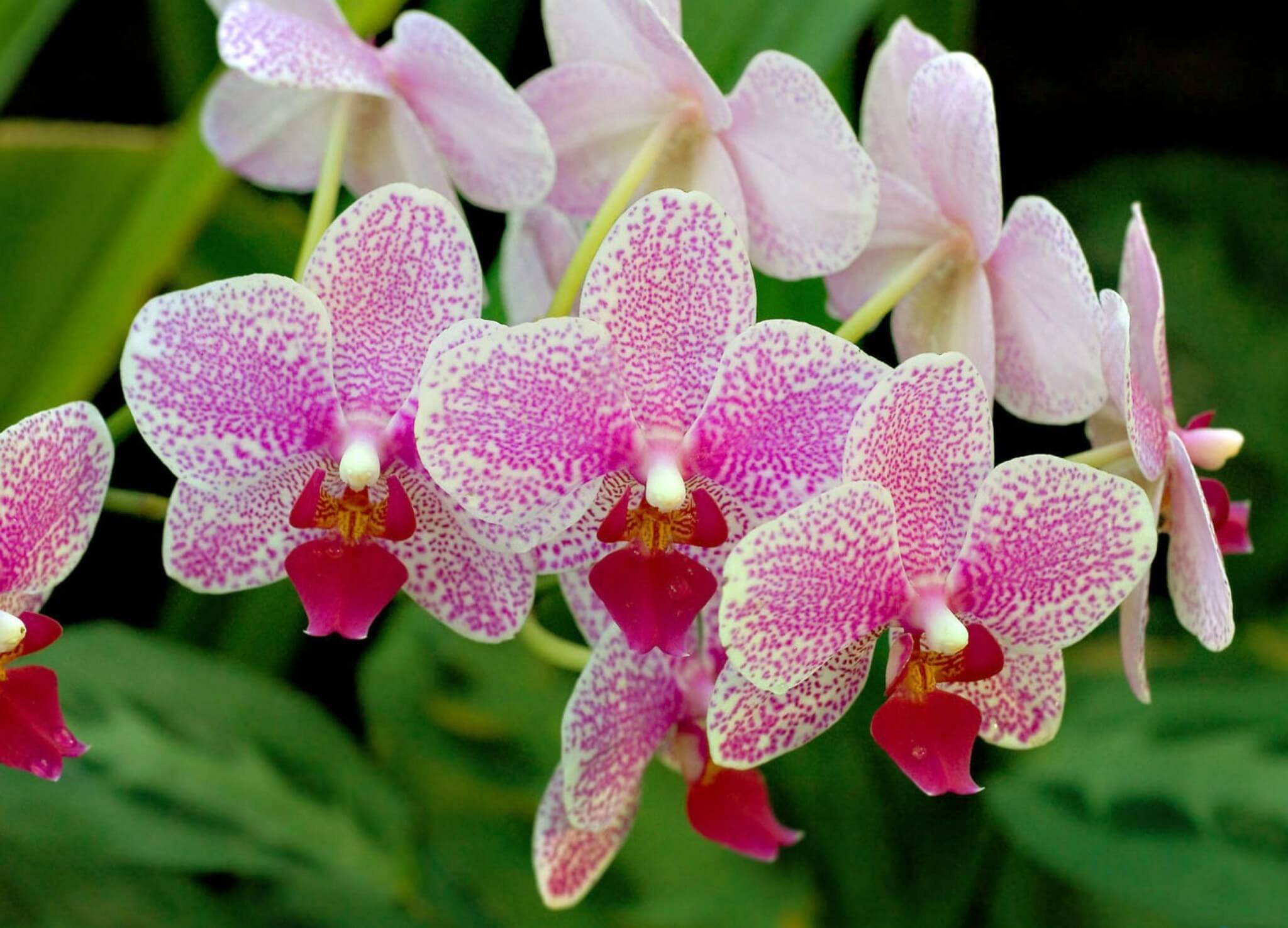 Flowers orchids. Орхидея Шэньчжэнь-Нонгке. Фаленопсис Готенбург. Фаленопсис Пинк Дрим. Фаленопсис Mirach.
