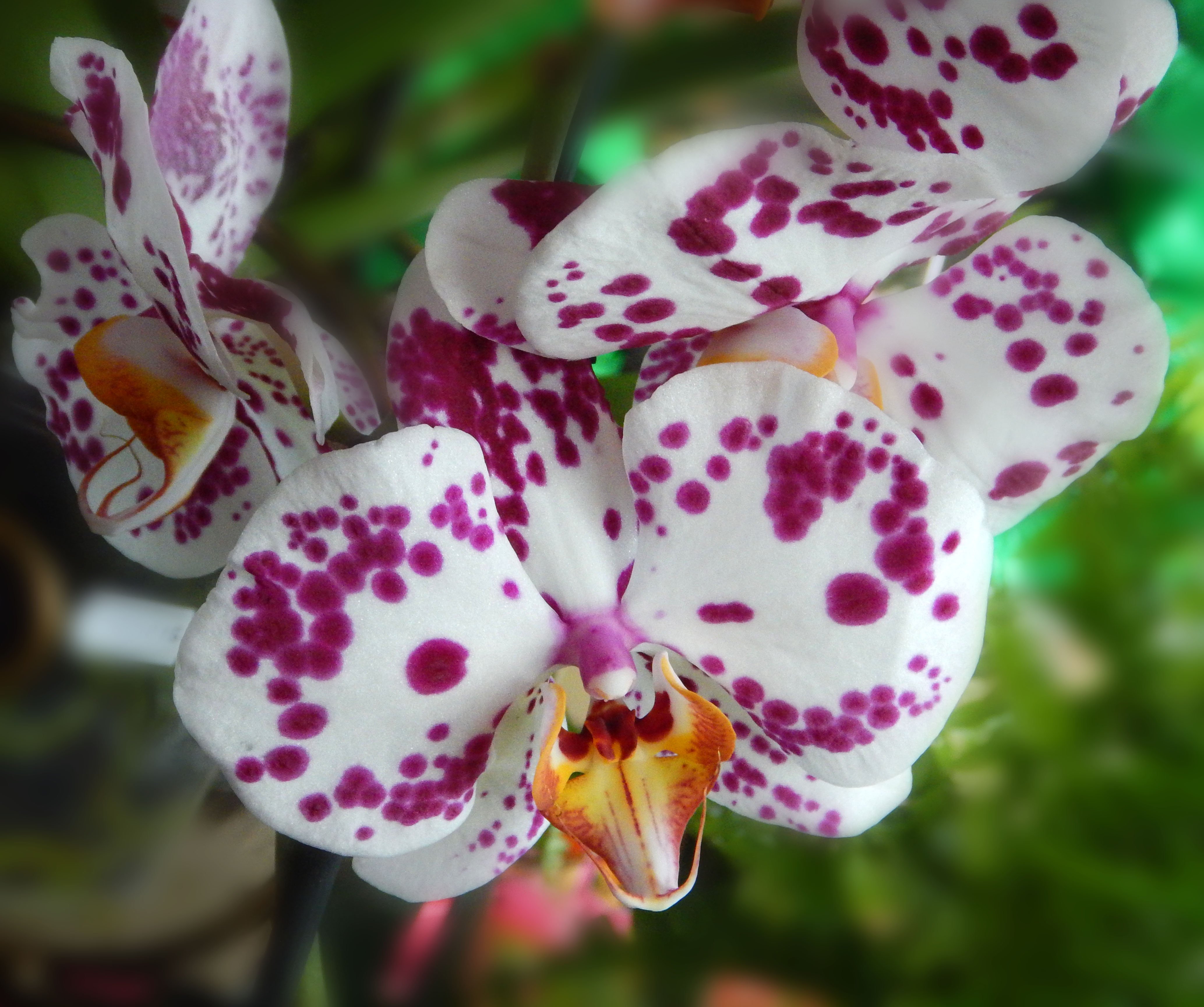 Каталог орхидей с названиями. Фаленопсис Дреам. Фаленопсис Jaguar. Фаленопсис Вондерфул.