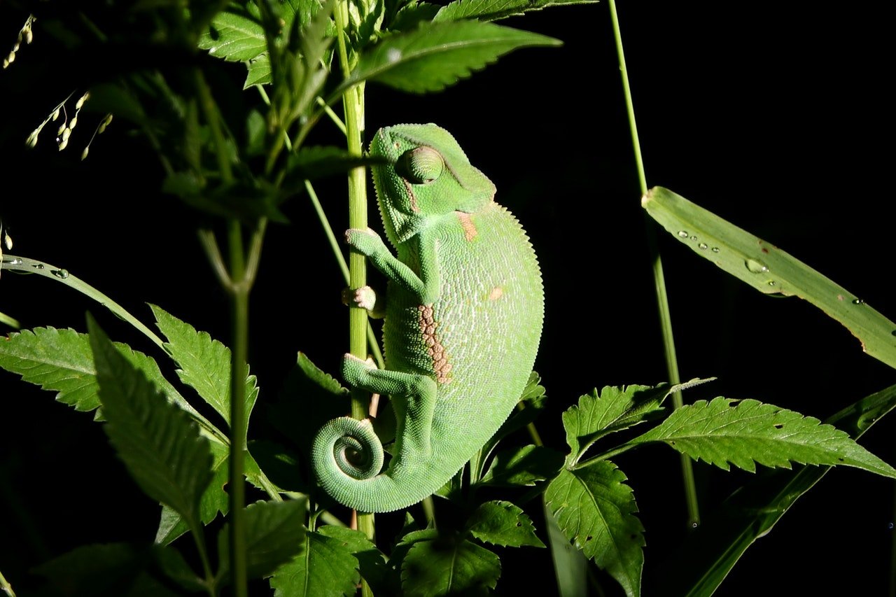 Растение хамелеон