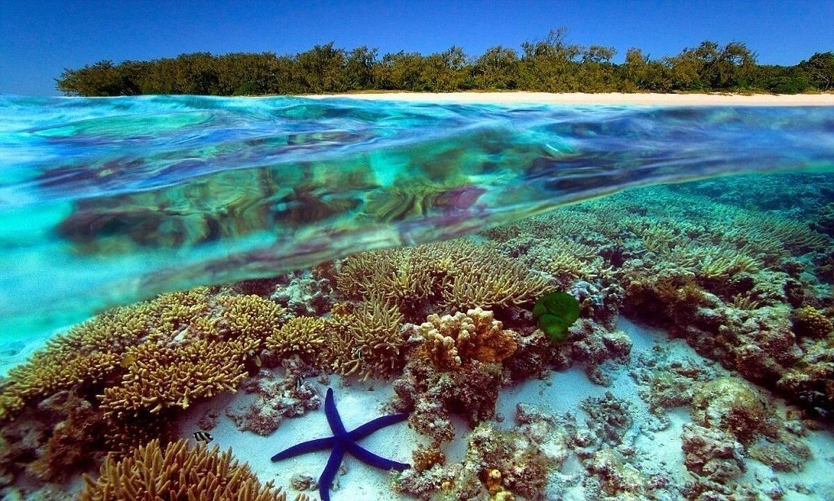 Растительный тихого океана. Морской заповедник Саут-Уотер-Кей,. Коралловый Барьерный риф в Австралии. Большой Барьерный риф (ББР), Австралия. Большой Барьерный риф (the great Barrier Reef).