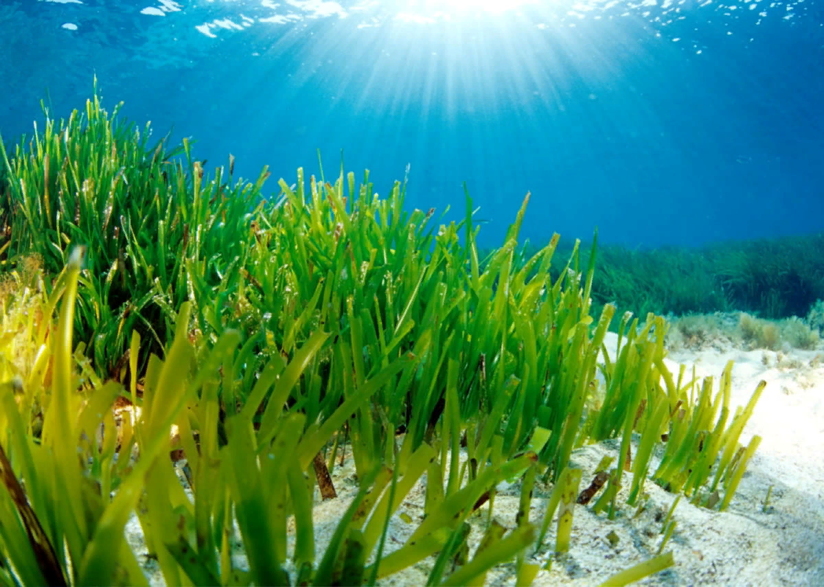 Океанические водоросли. Посидония водоросль. Морская трава Посейдония. Посейдония водоросли. Перидиниевые водоросли.