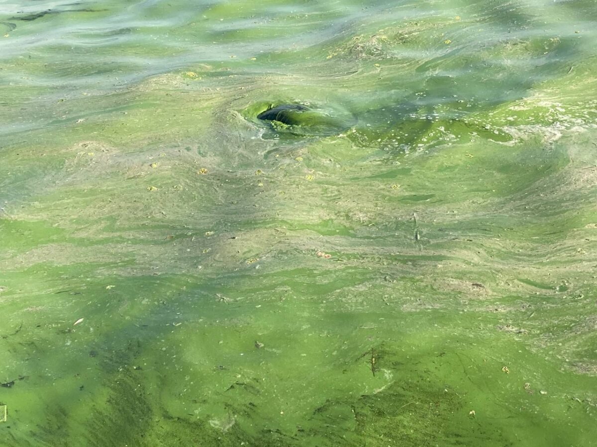 Почему позеленела вода. Водоросли в Волге Саратова. Зеленая вода на Волге. Вода цветет. Сине-зеленые водоросли река Волга.