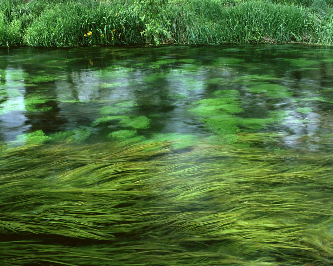 Плавающее болото. Термофильные синезеленые водоросли.