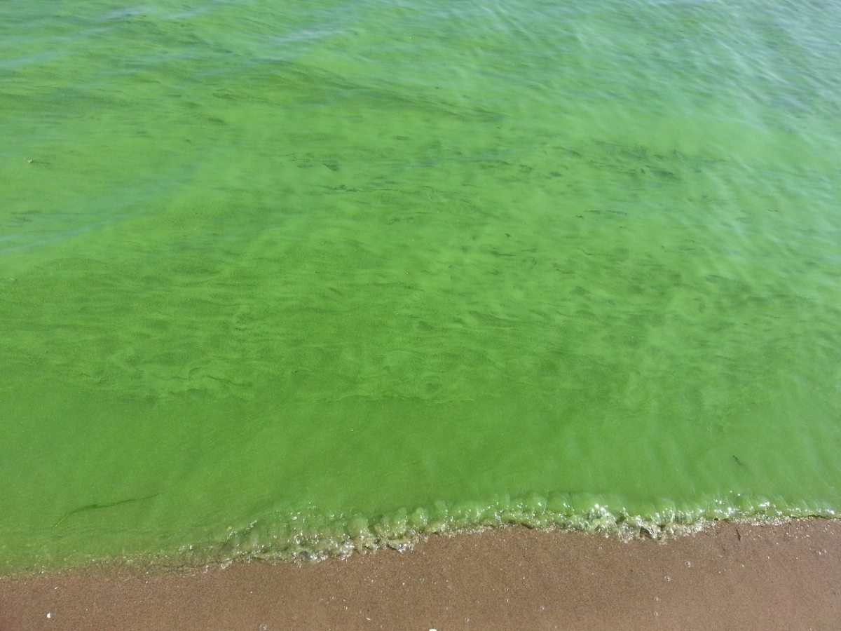 Цвет нормальных вод. Зеленая Волга река. Зеленая Волга Тольятти. Зеленая вода в море. Зеленое море.