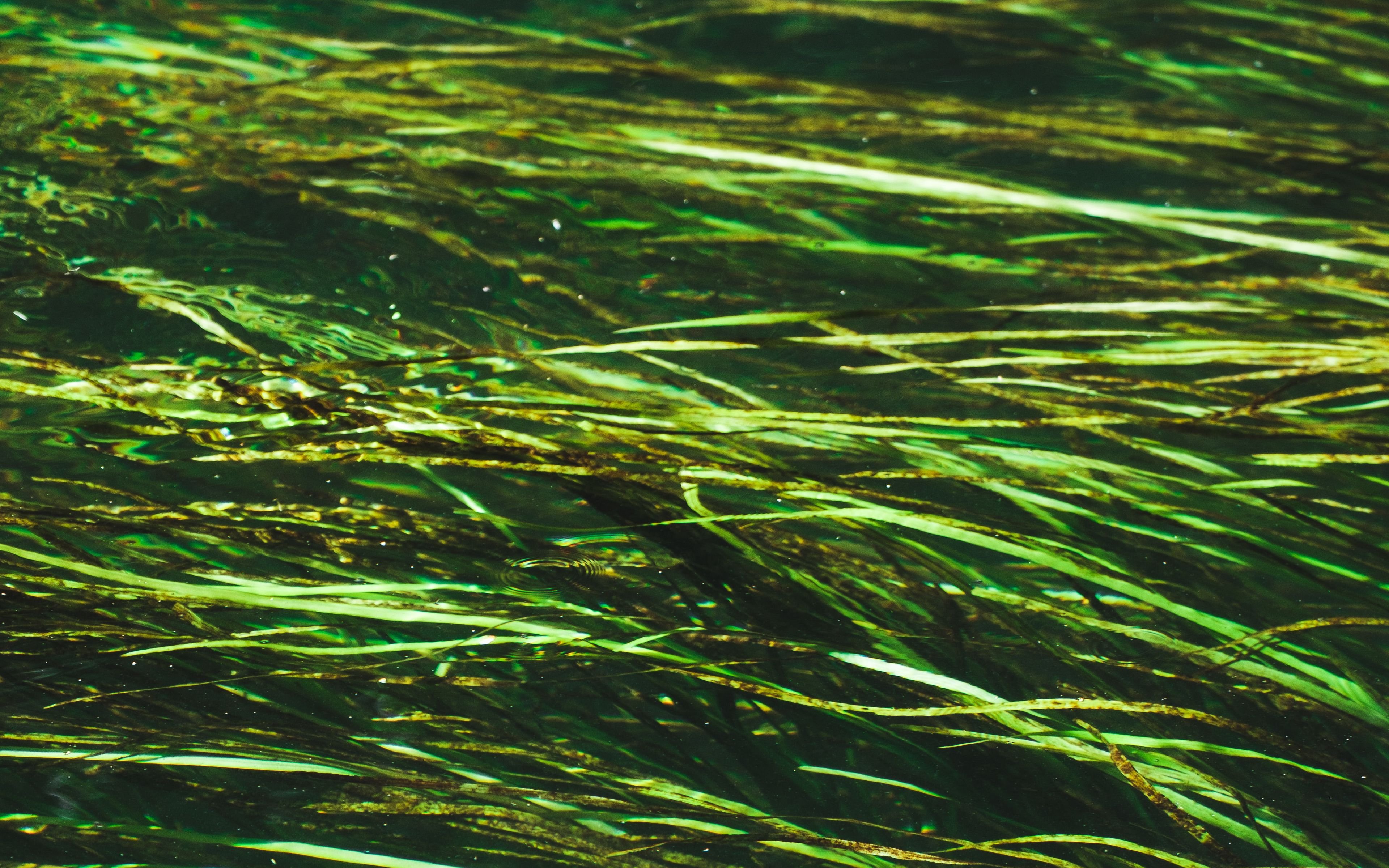 Водоросли в пробирке. Бурая водоросль (Macrocystis pyrifera),. Синезеленные водоросли. Диатомовые водоросли в реке. Длинные водоросли.