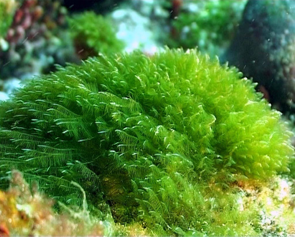 Пряным запахом водорослей. Зеленые водоросли Chlorophyta. Хлорелла водоросль. Морские водоросли спирулина. Spirulina водоросль.