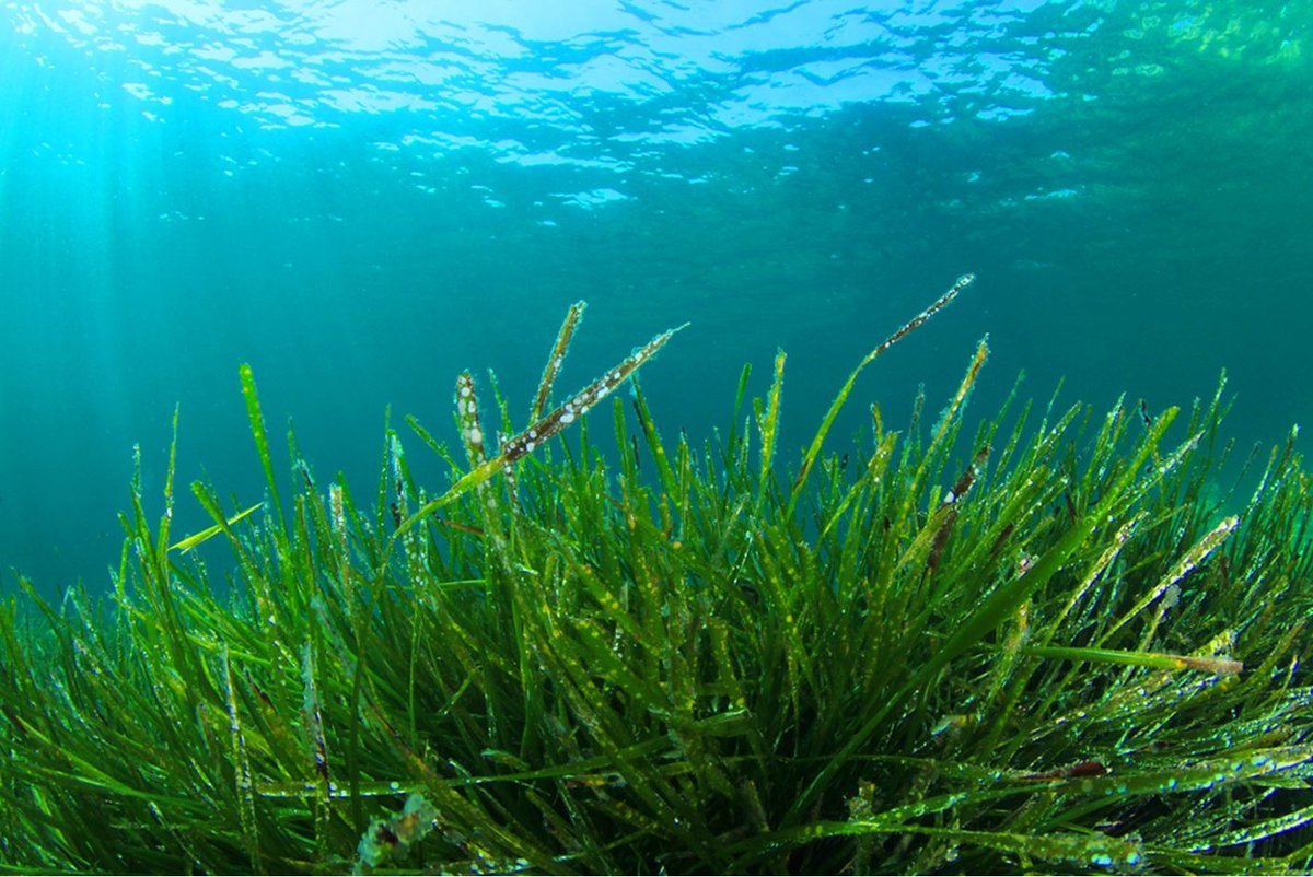 Запах водорослей. Морские водоросли спирулина. Arthrospira водоросли. Зеленые водоросли Chlorophyta. Spirulina водоросль.