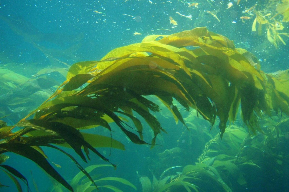 Почему водоросли растут в воде. Ундария перистая водоросль. Морские водоросли ламинария. Бурые водоросли ламинария. Водоросли Undaria pinnatifida.