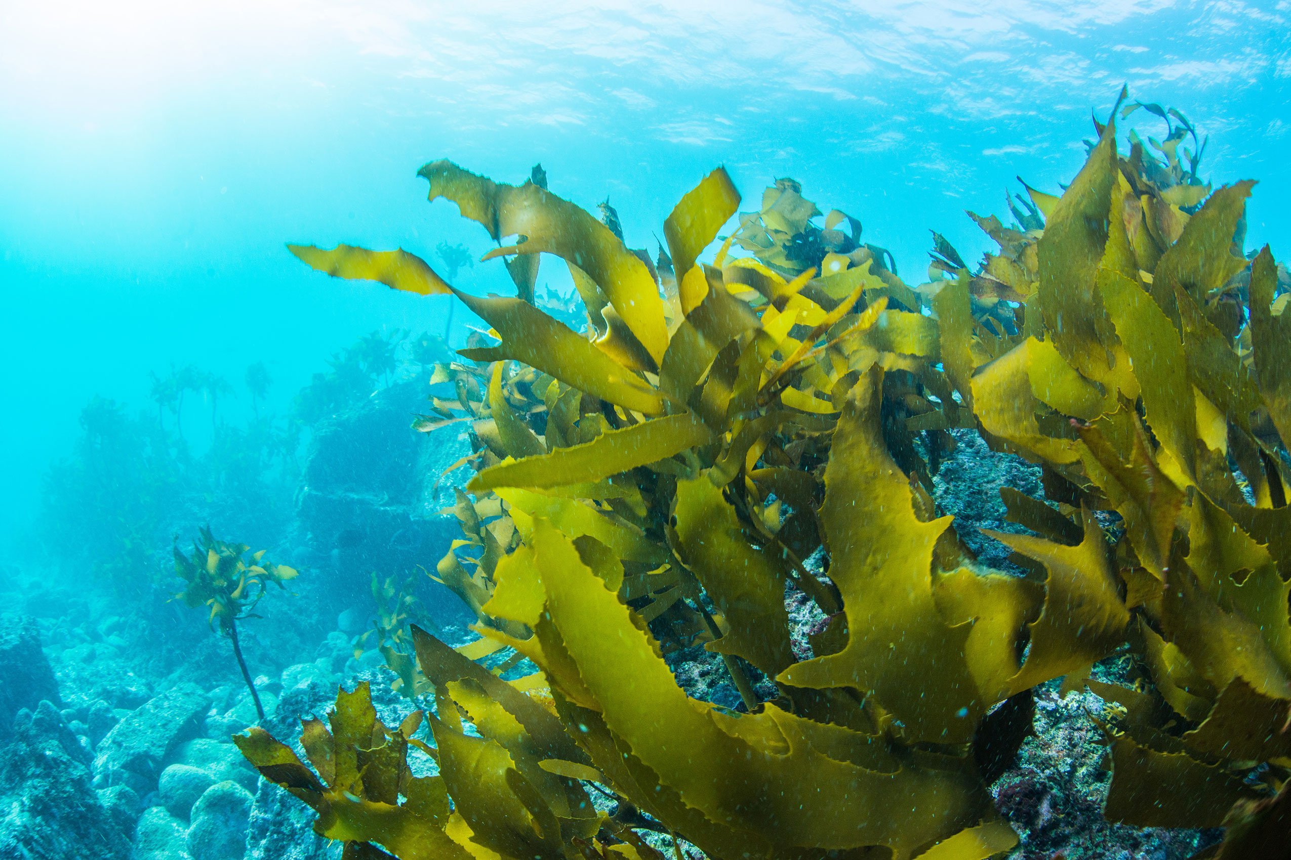 Придонные водоросли. Морские водоросли ламинария. Бурые водоросли ламинария. Морская капуста ламинария в море. Морской ламинария бурая водоросль.