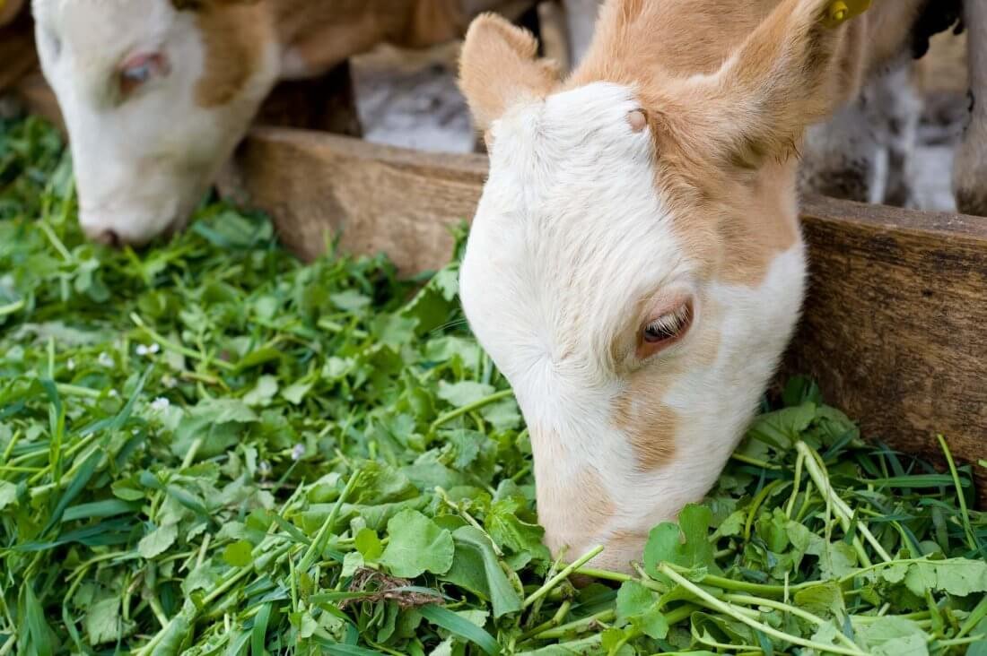 Сочный корм который получают из травы. Кормовые коровы. Корм для коров. Зеленые корма для КРС. Теленок.