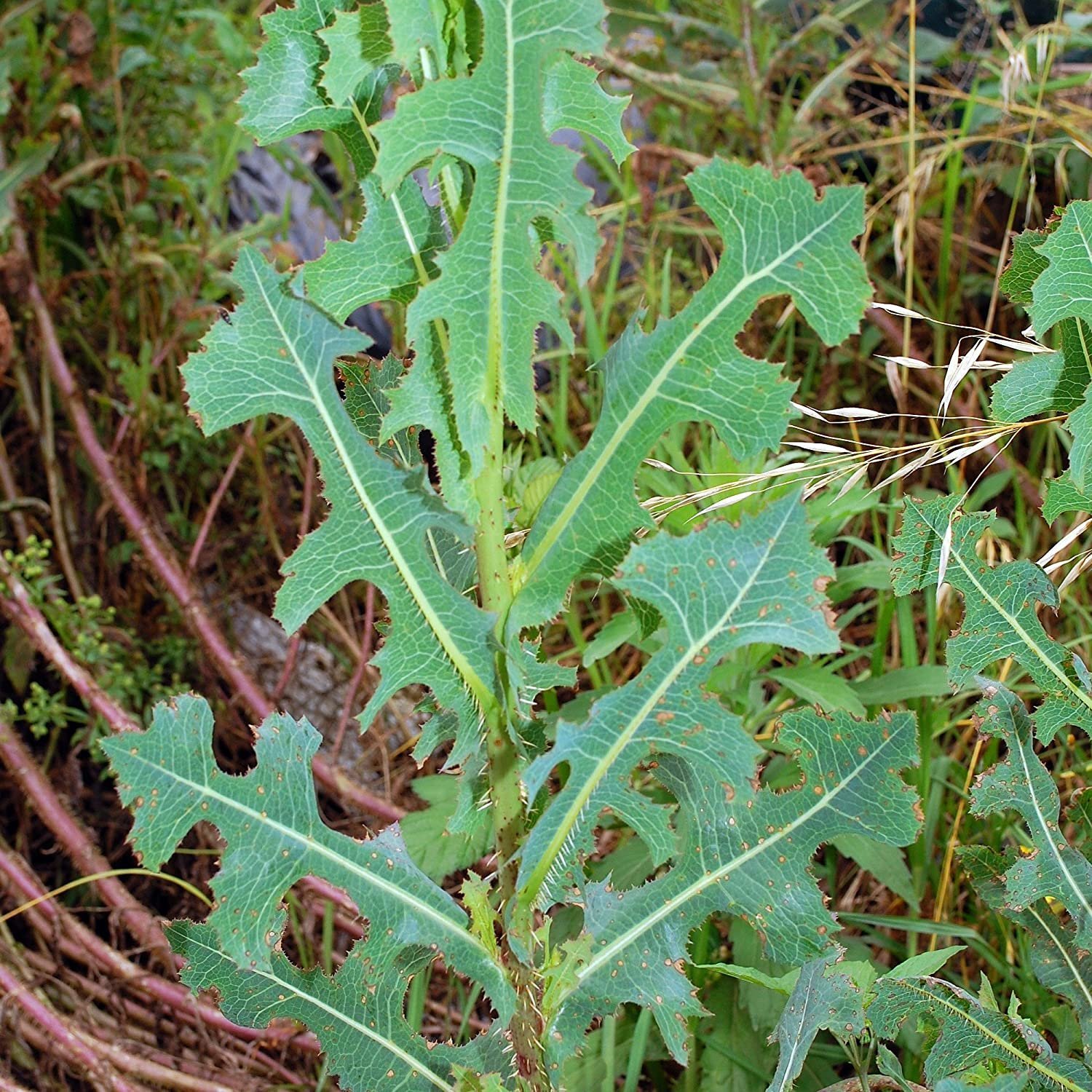 Дикие сорняки. Латук Компасный (Lactuca serriola). Молокан (латук дикий). Латук дикий (Lactuca virosa). Латук дикий (Lactuca serriola.