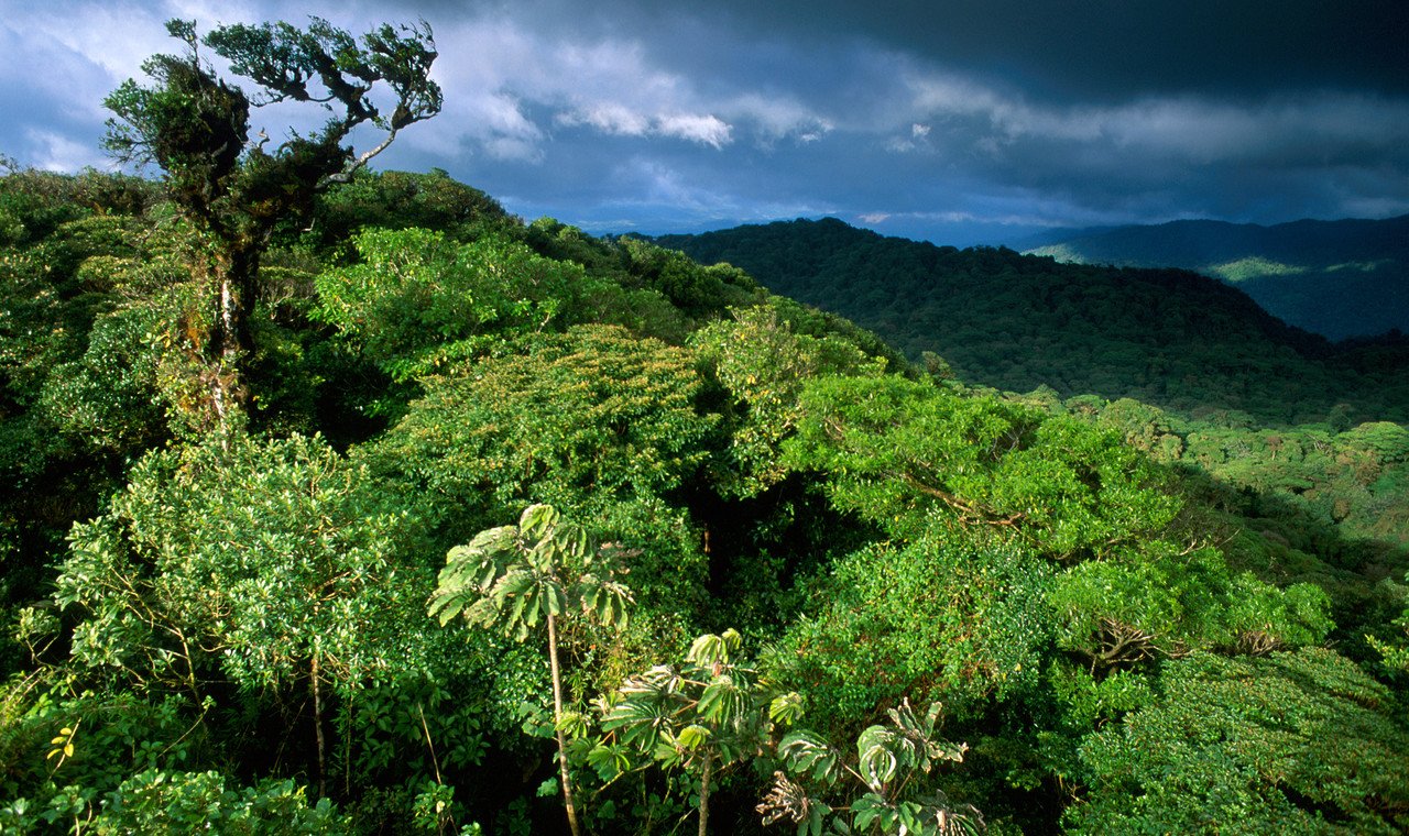 Национальный парк Монтеверде (Коста-Рика). Коста Рика тропический лес. Джунгли горы Коста Рика. Коста Рика климат. На каком материке расположен дождевой лес сельва