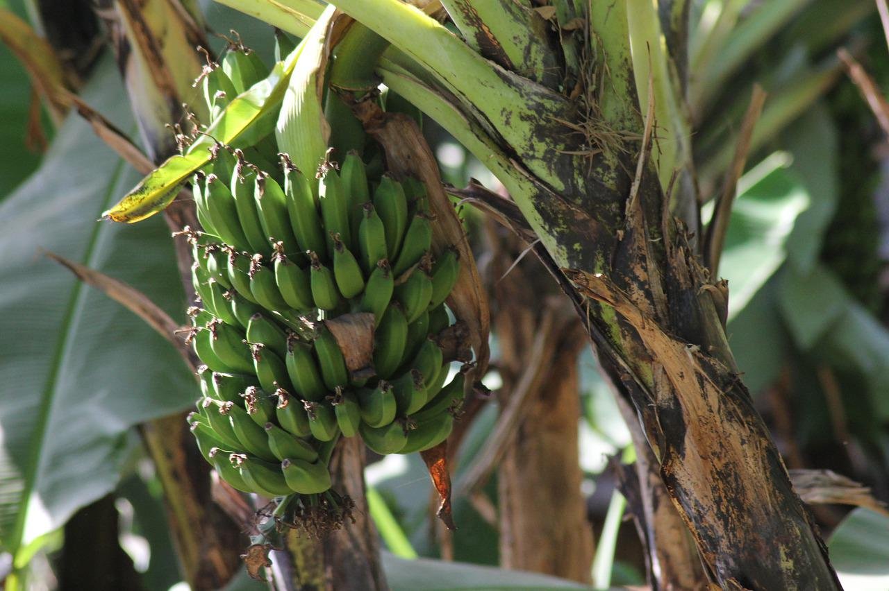 Бананы из африки - 61 фото