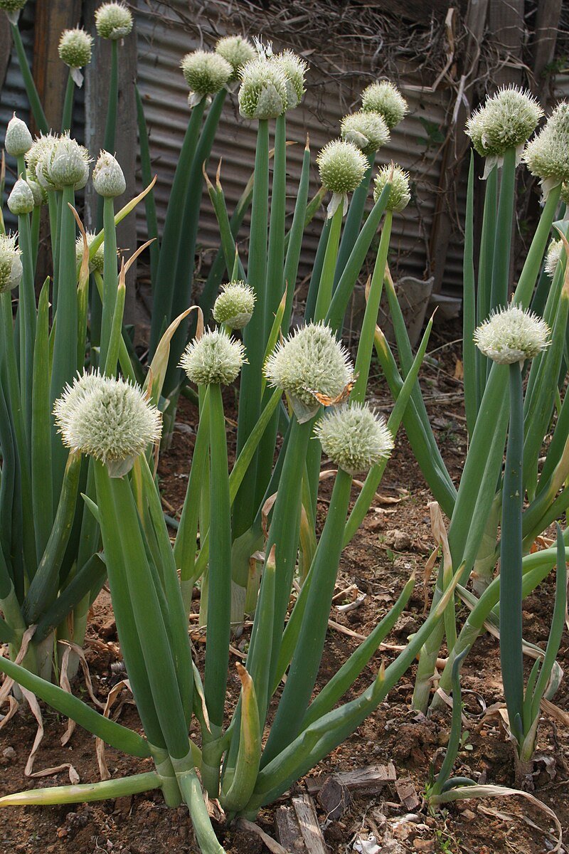 Чеснолук. Лук-батун. Аллиум Рокамболь. Многолетний лук батун. Рокамболь (Allium scorodoprasum).