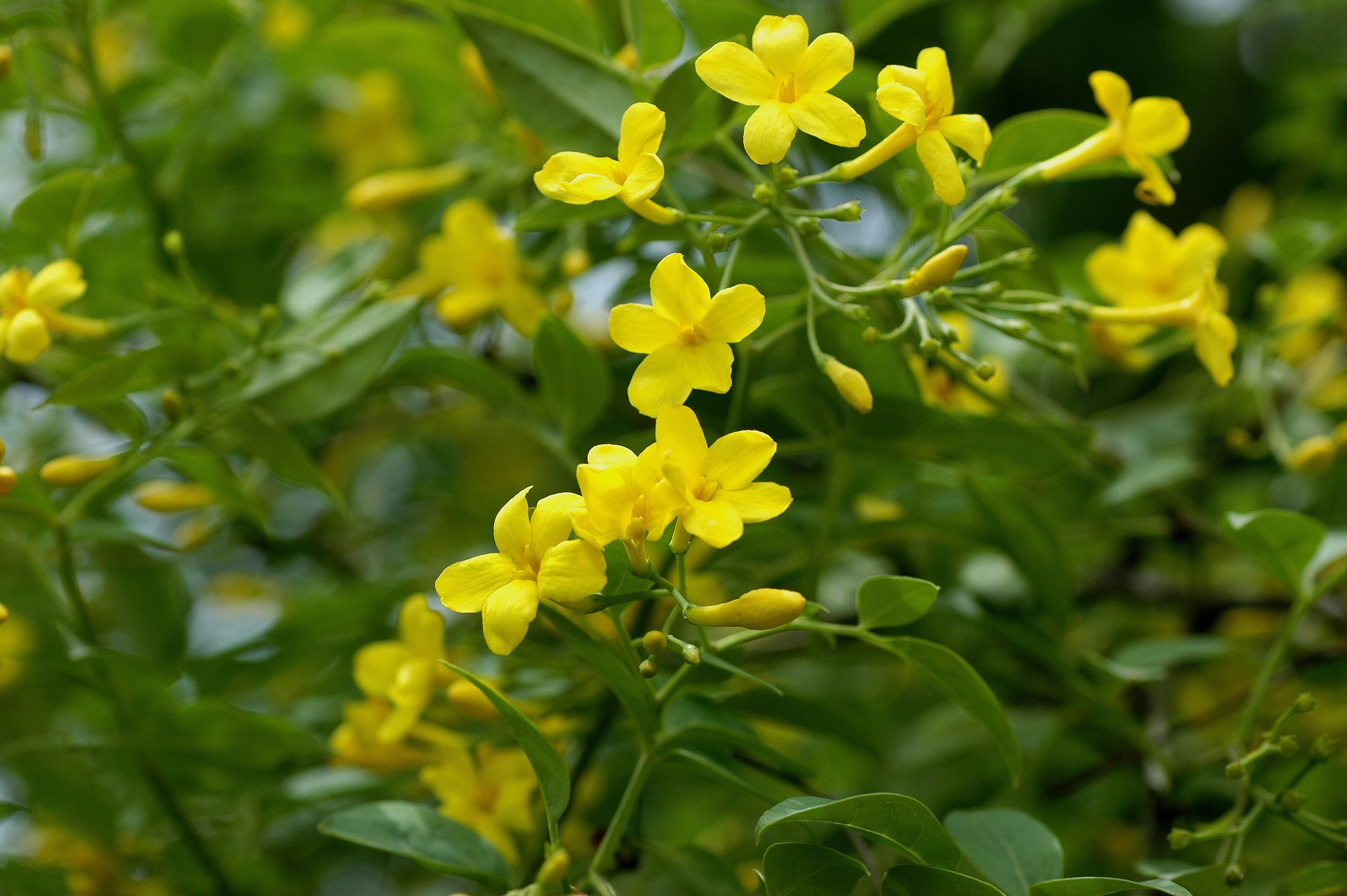 Комнатный цветок цветет желтыми цветами. Jasminum Revolutum.