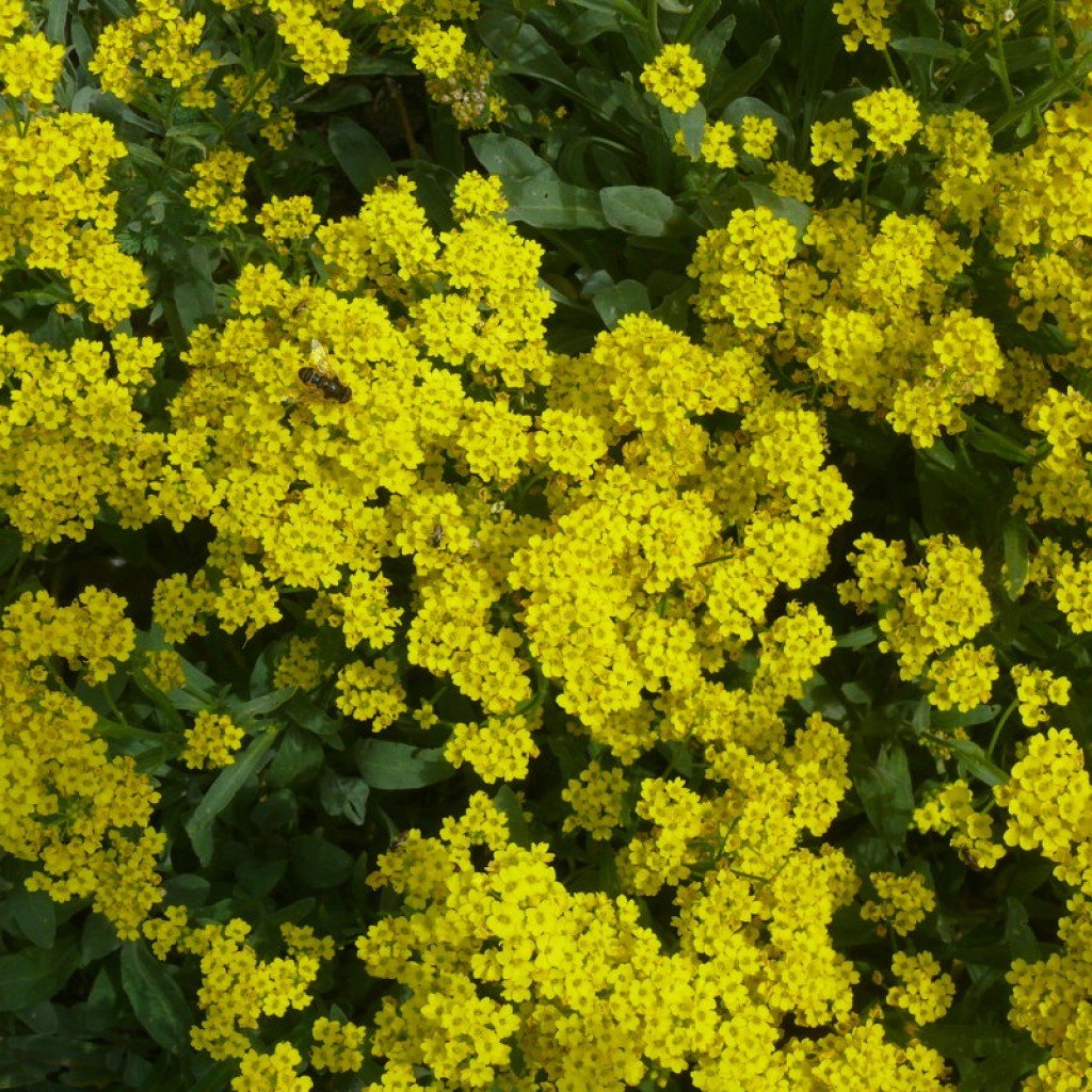 Желтые цветочки фото название. Алиссум сурепка. Алиссум скальный желтый. Алиссум скальный. Алиссум желтый многолетний.